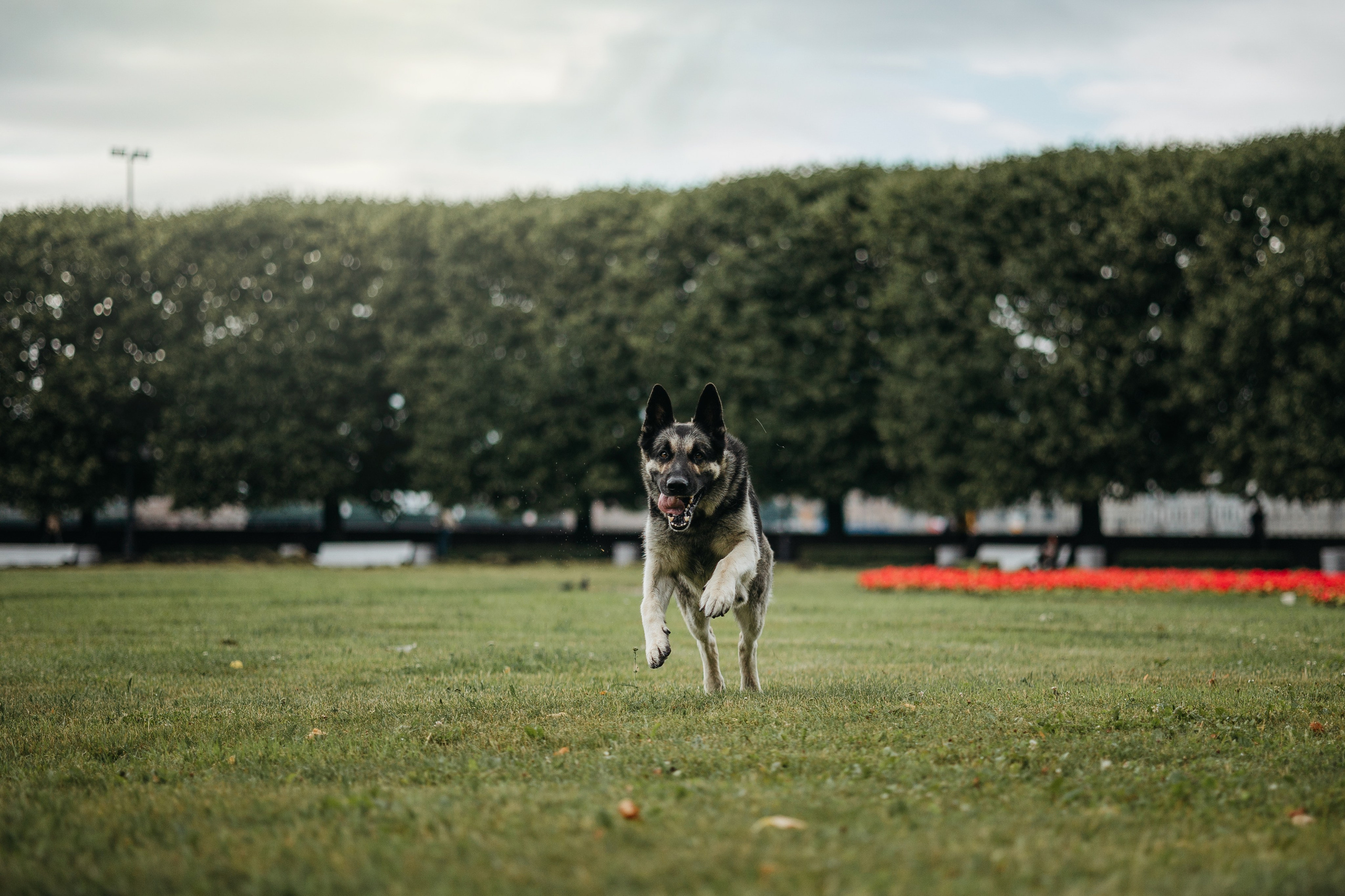 Рей и Ксения. Фотограф — Анималист | Санкт-Петербург