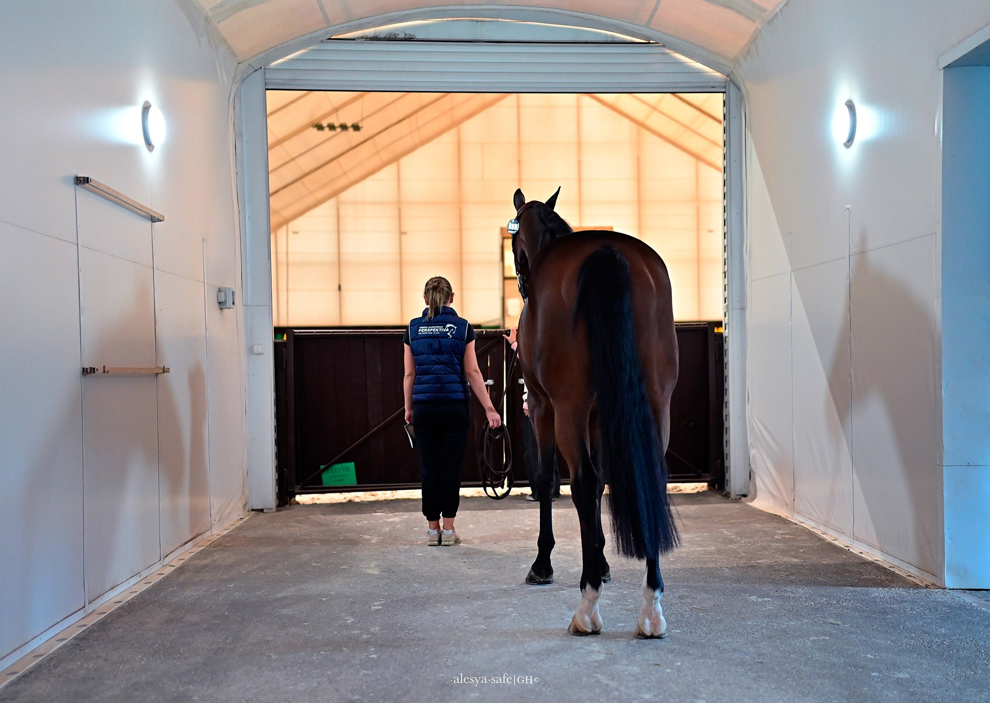 Голден. Конный фотограф Alesya Safe