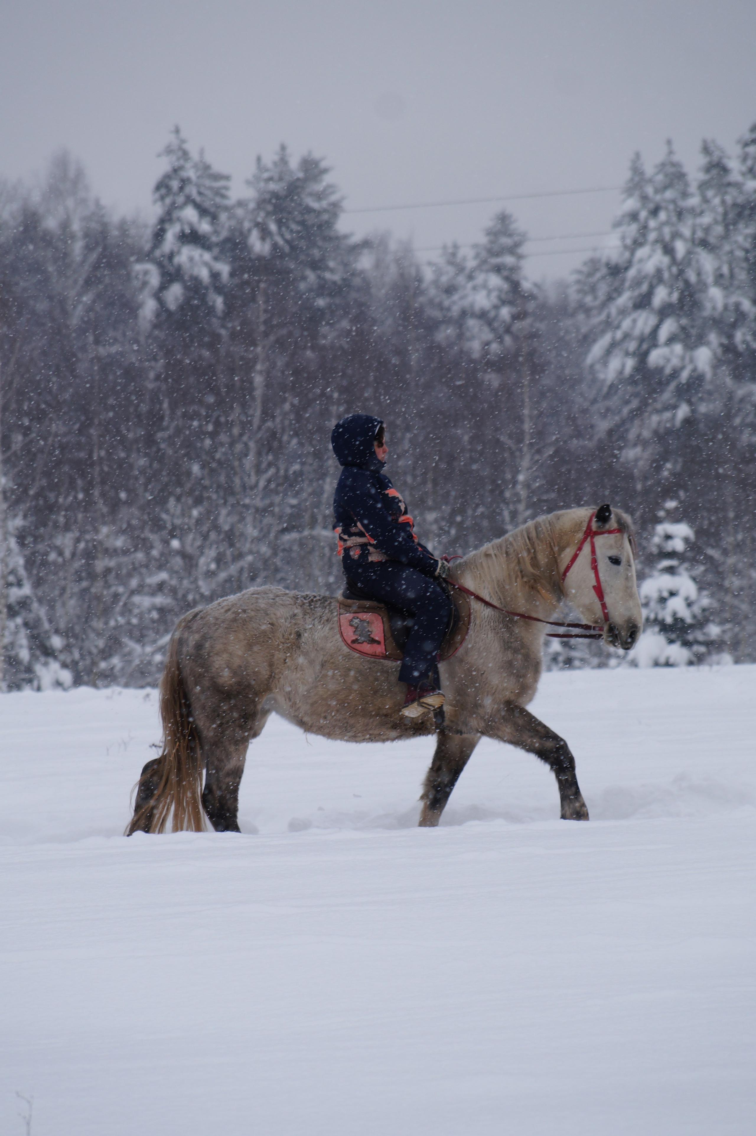 Лошадинг | 11.01.2026. Галерея Фантим