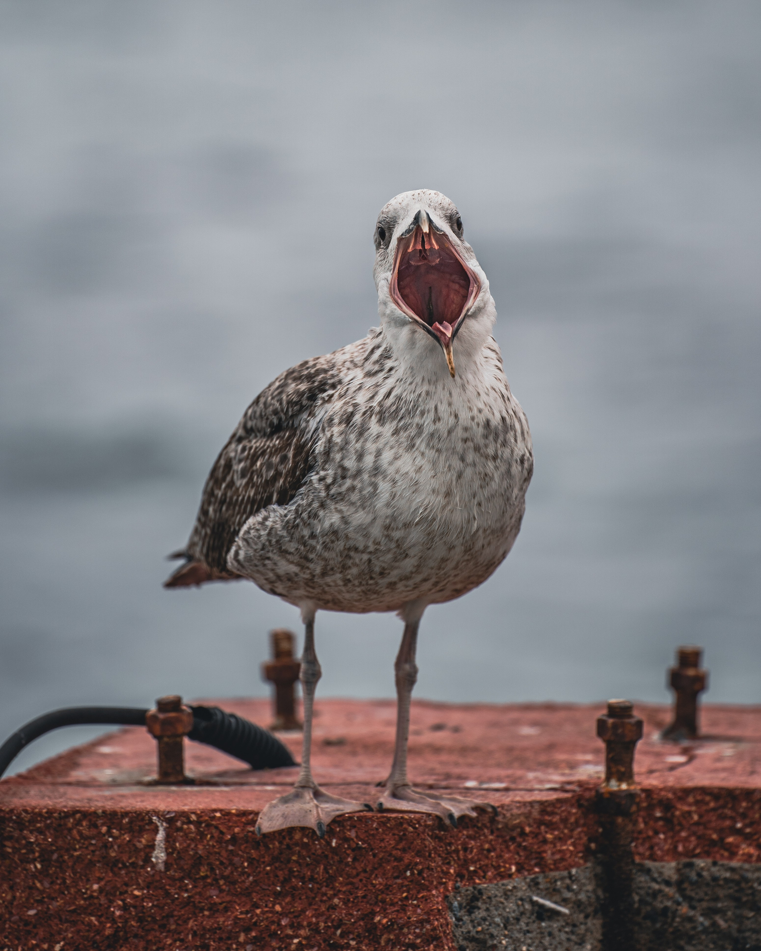 Животные. Репортажный фотограф в Краснодаре Рындин Дмитрий