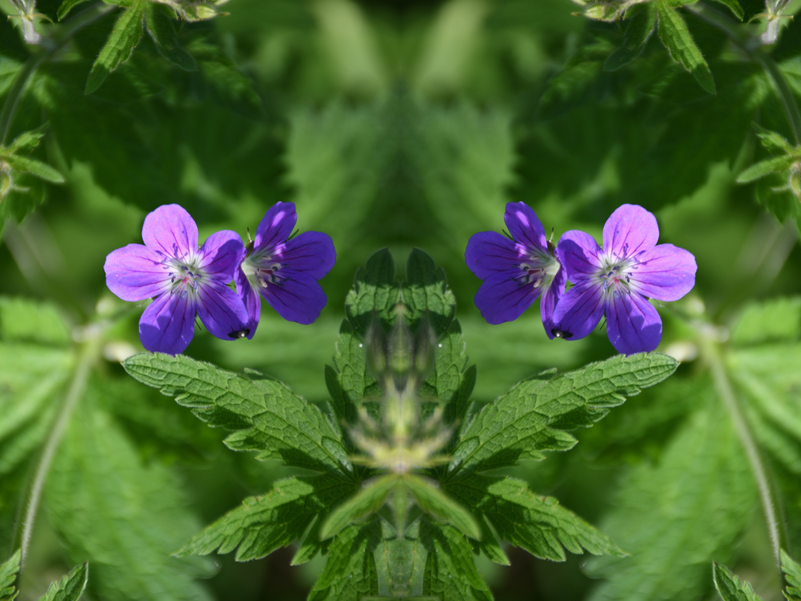 Urban flowers. Арт — фотограф Евгений Наймушин Новокузнецк