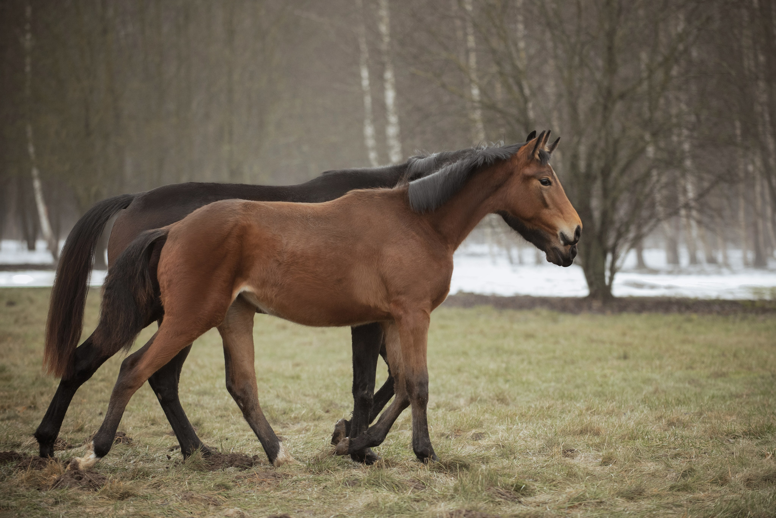 Мелкаши ЮНА. Куракина Дарья • Конный фотограф