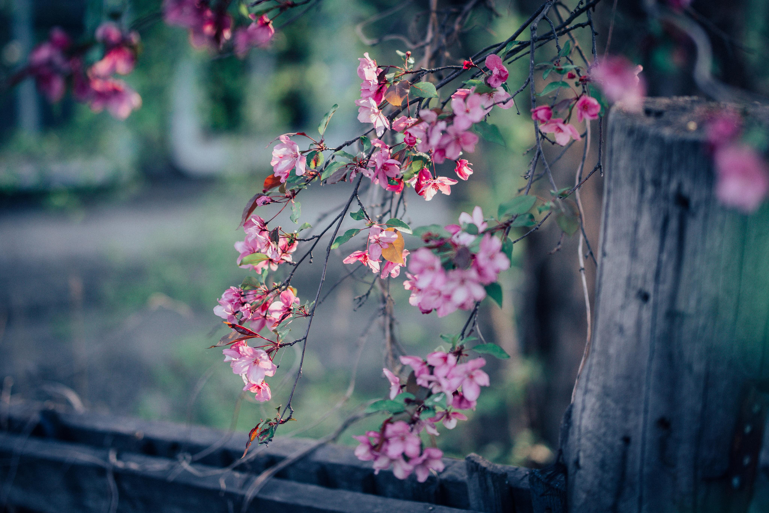 Нескучный сад. Портретный арт-фотограф в Екатеринбурге Алена Нестерова