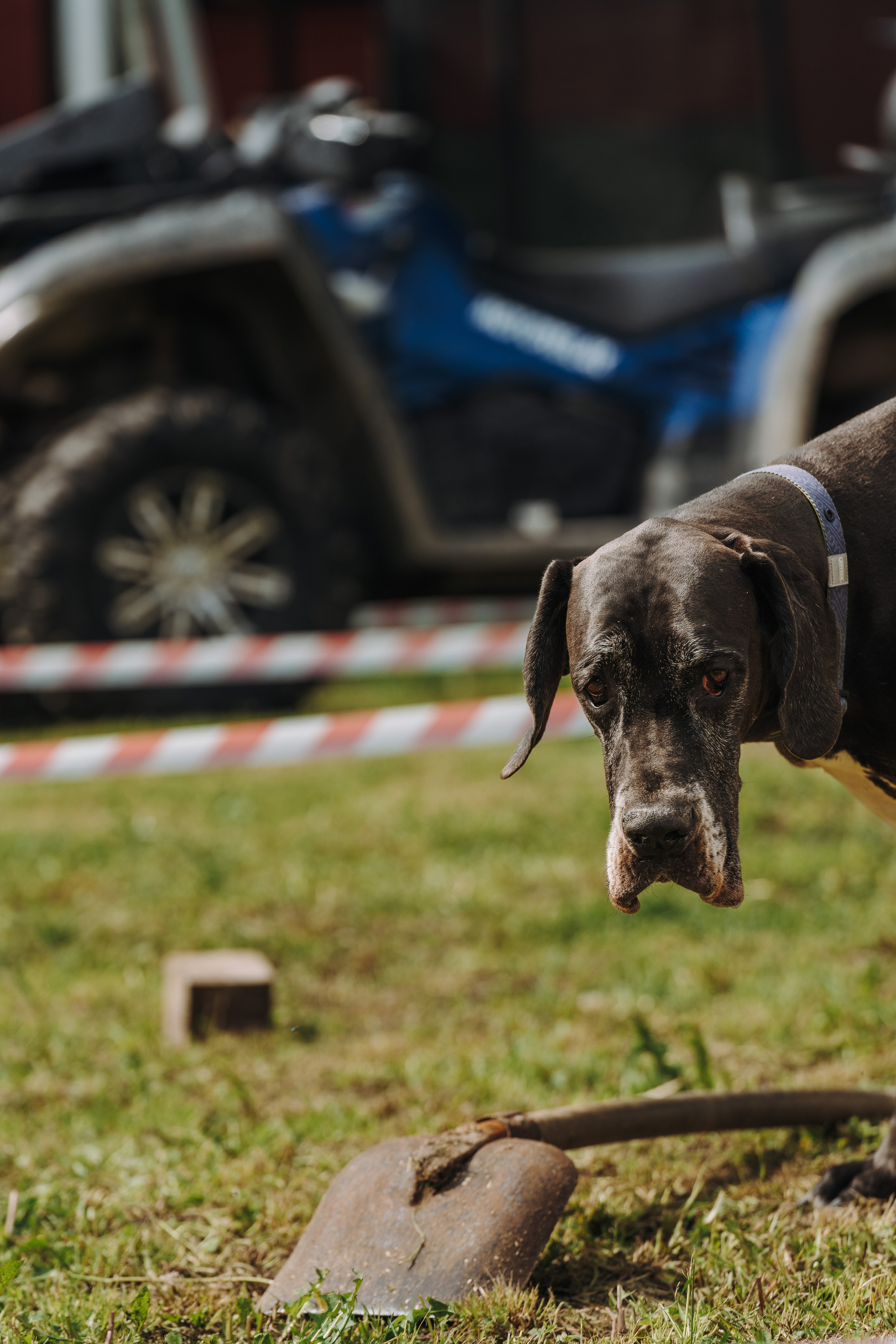 Соревнования по ноузворку. Фотограф анималист в Спб недорого Олеся Майорова
