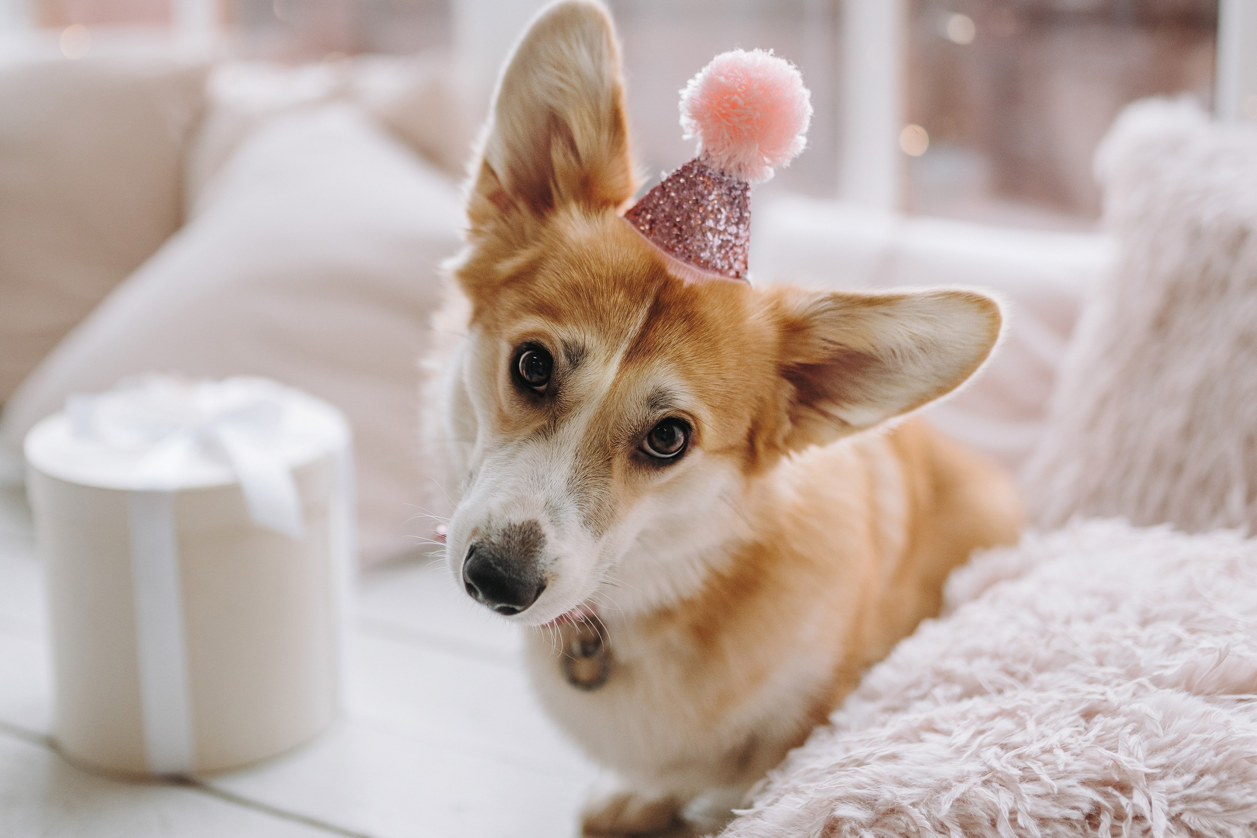 Александра и Бри. Фотограф анималист в Спб недорого Олеся Майорова