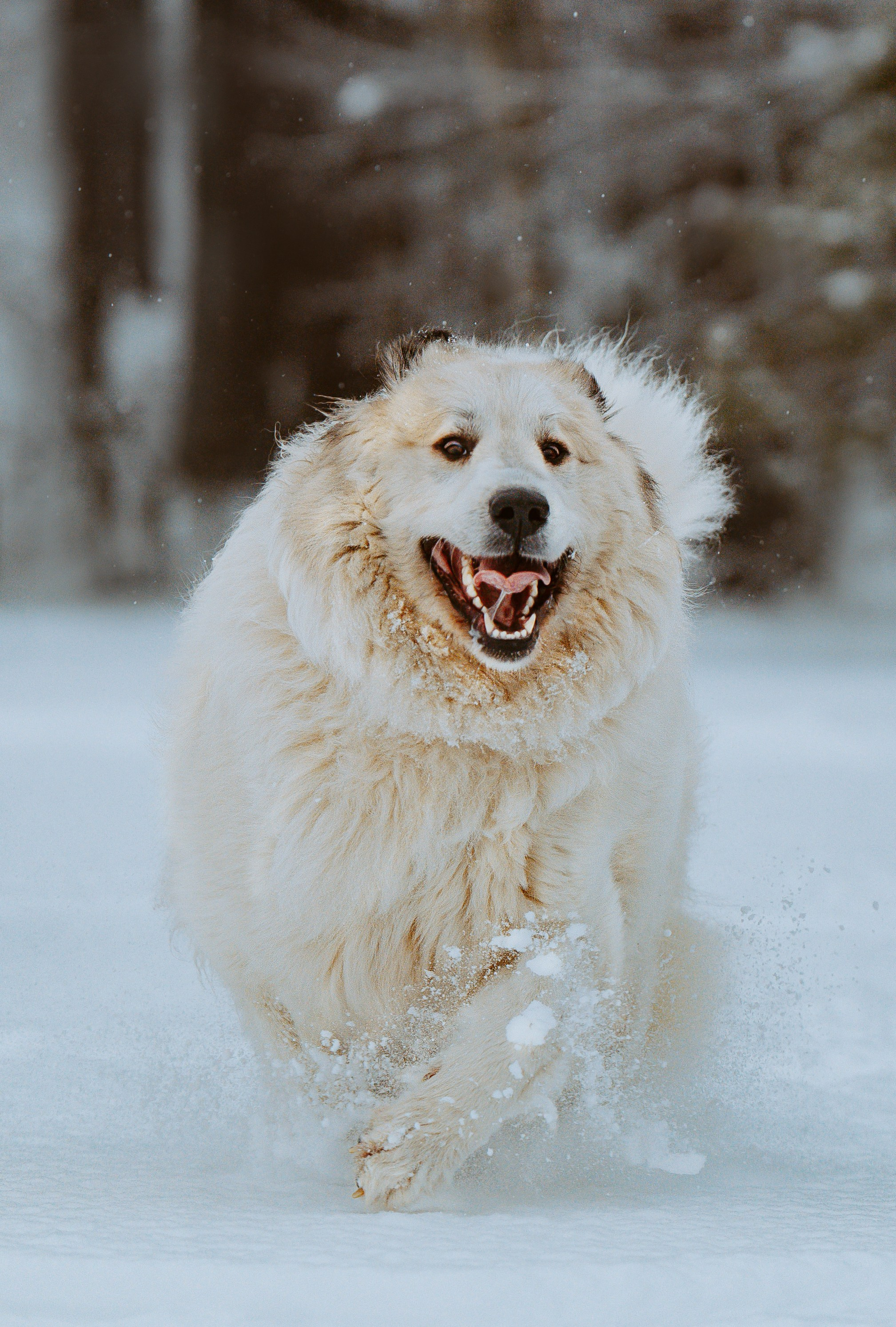 Фотограф питомцев в Санкт-Петербурге. Фотограф анималист в Спб недорого Олеся Майорова