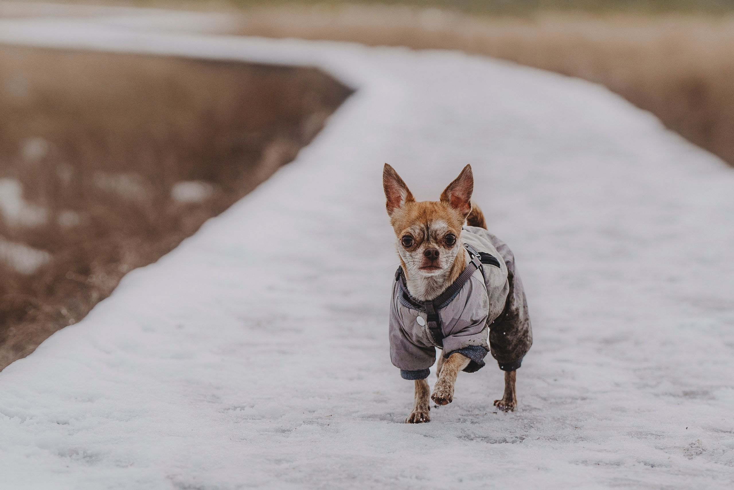 Наталия и Боря. Фотограф анималист в Спб недорого Олеся Майорова