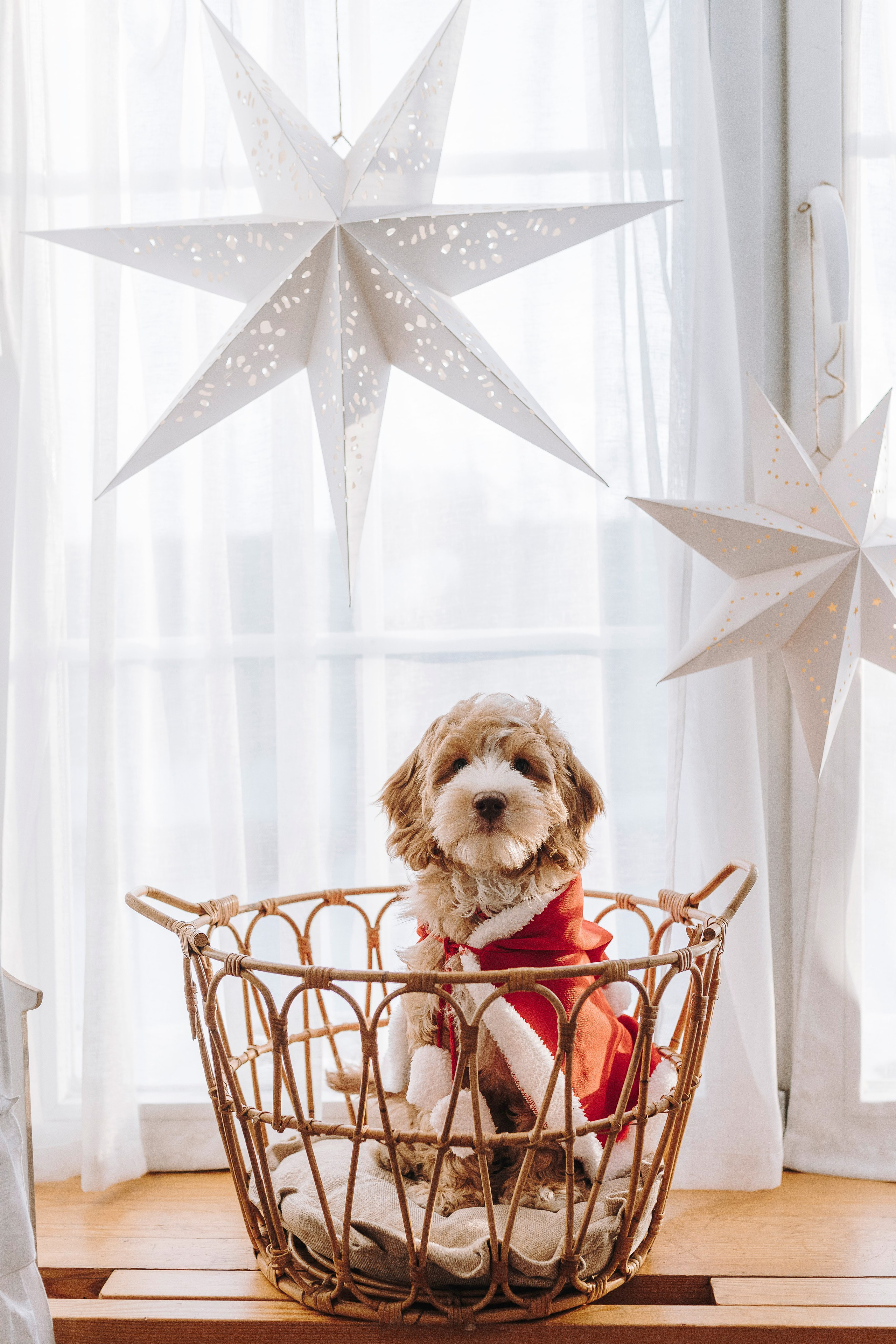 Мёрфи, Таня и Антон. Фотограф анималист в Спб недорого Олеся Майорова