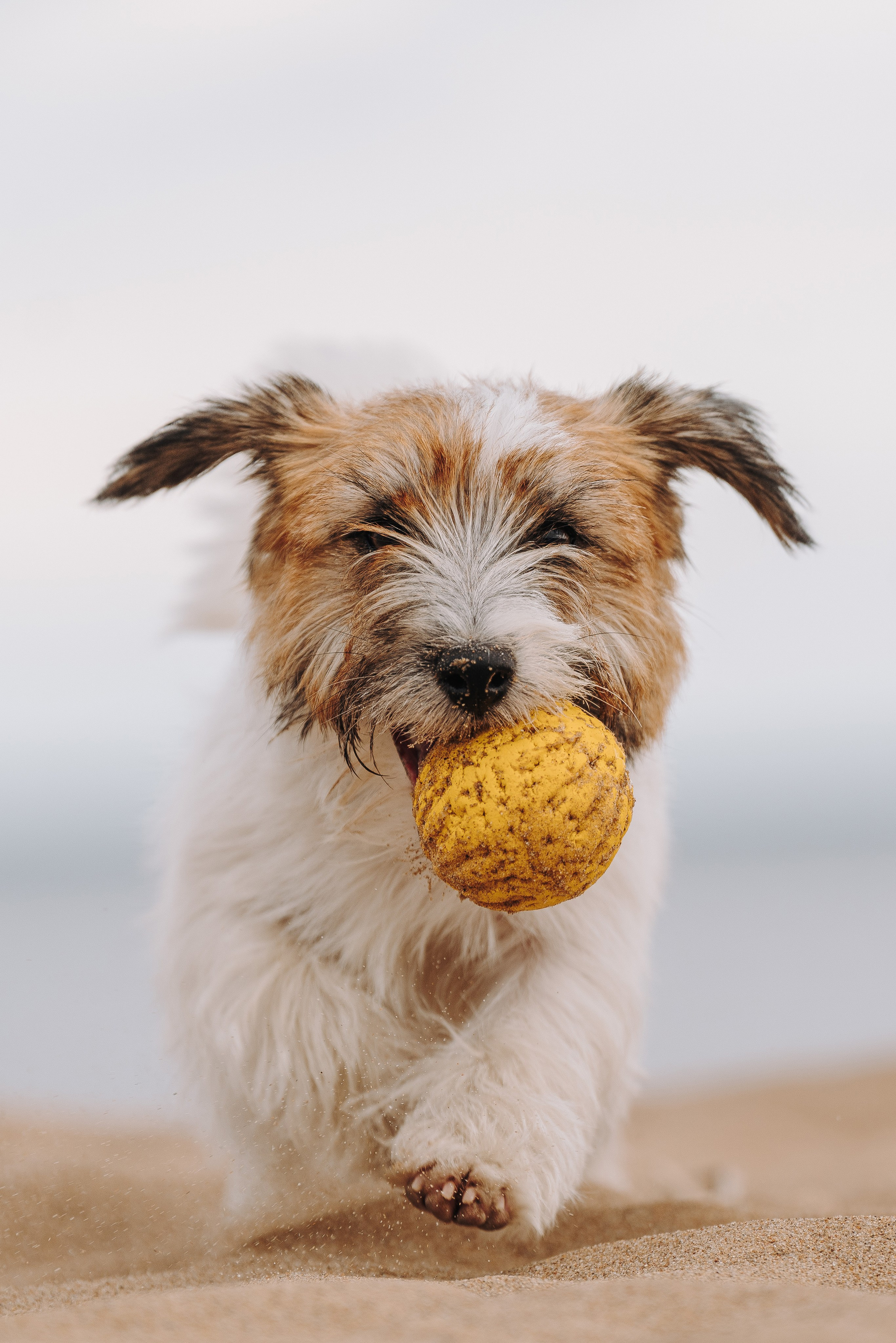 Оля, Ларс и Лукас. Фотограф анималист в Спб недорого Олеся Майорова