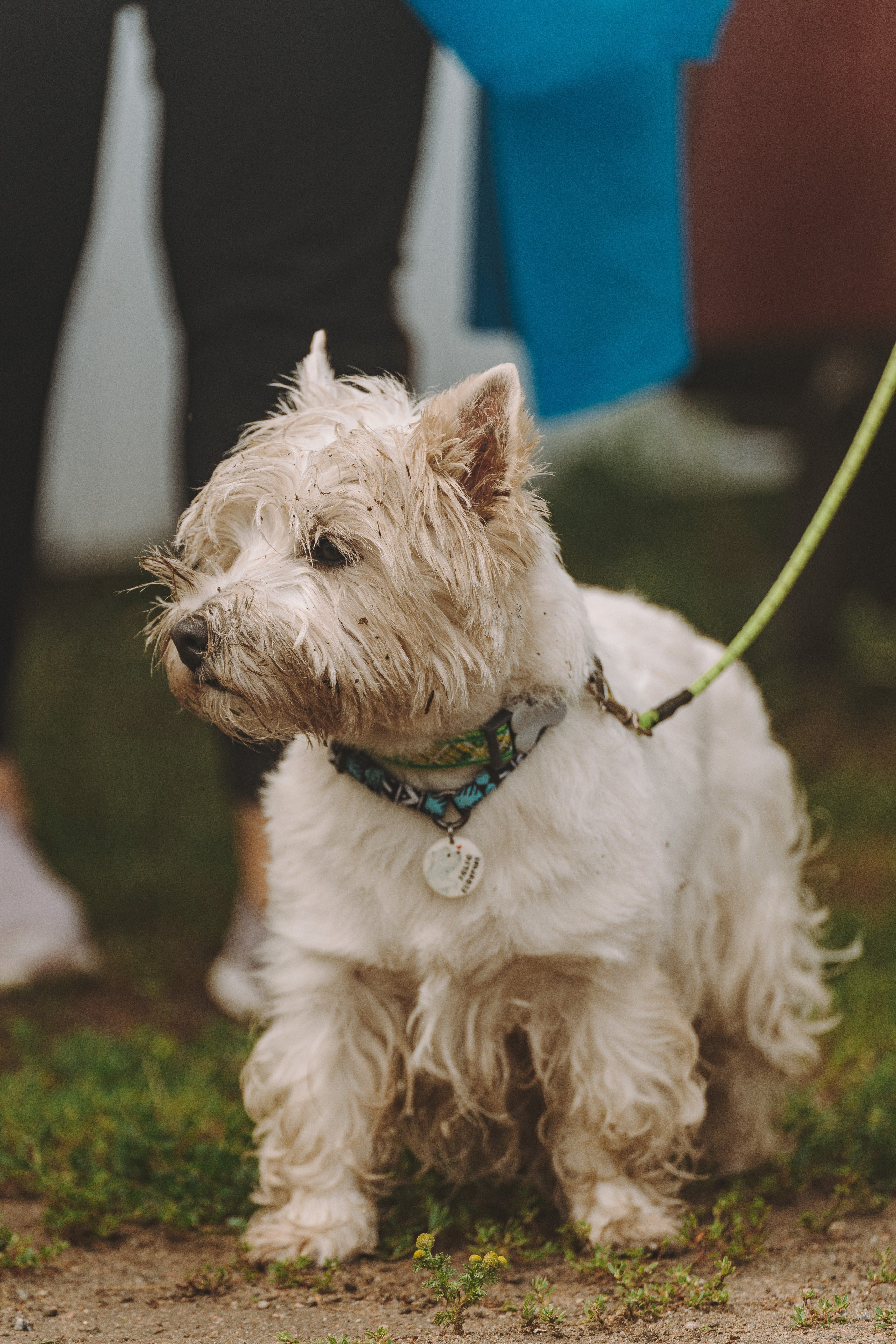 Соревнования по ноузворку в Новожилово. Фотограф анималист в Спб недорого Олеся Майорова