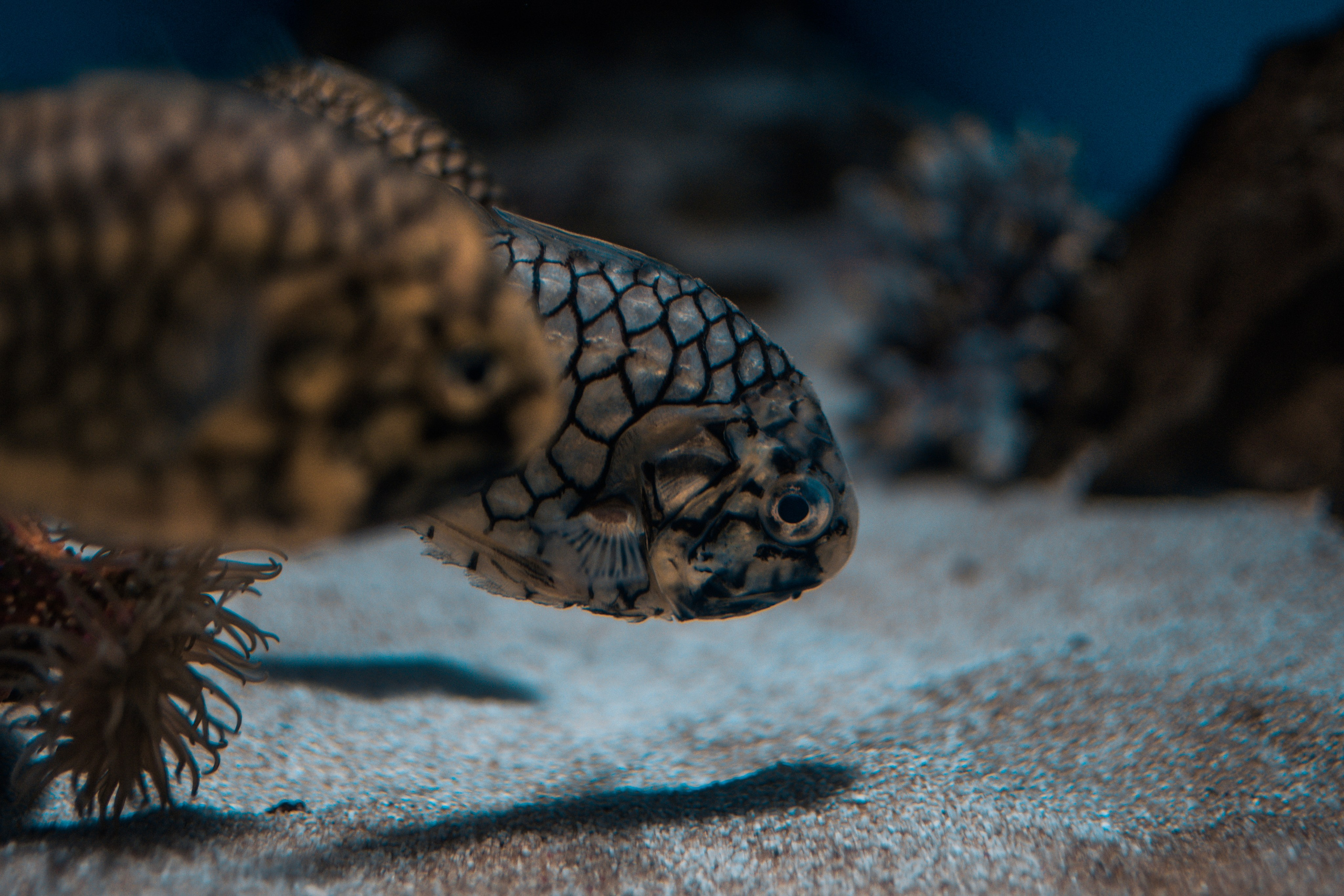 океанариум, andreyzaitsev.ru Кемерово фотограф