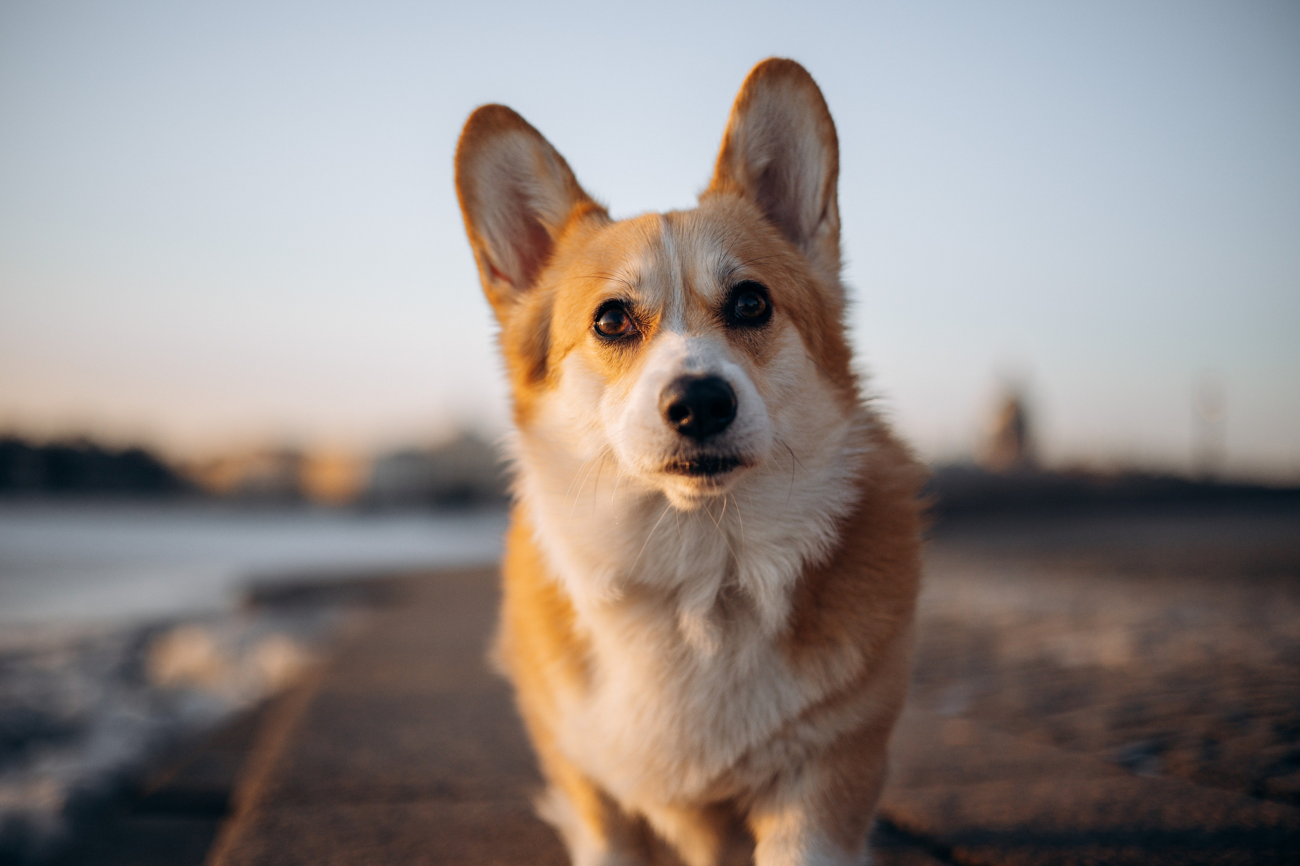 Настя и Ева. Фотограф — Анималист | Санкт-Петербург