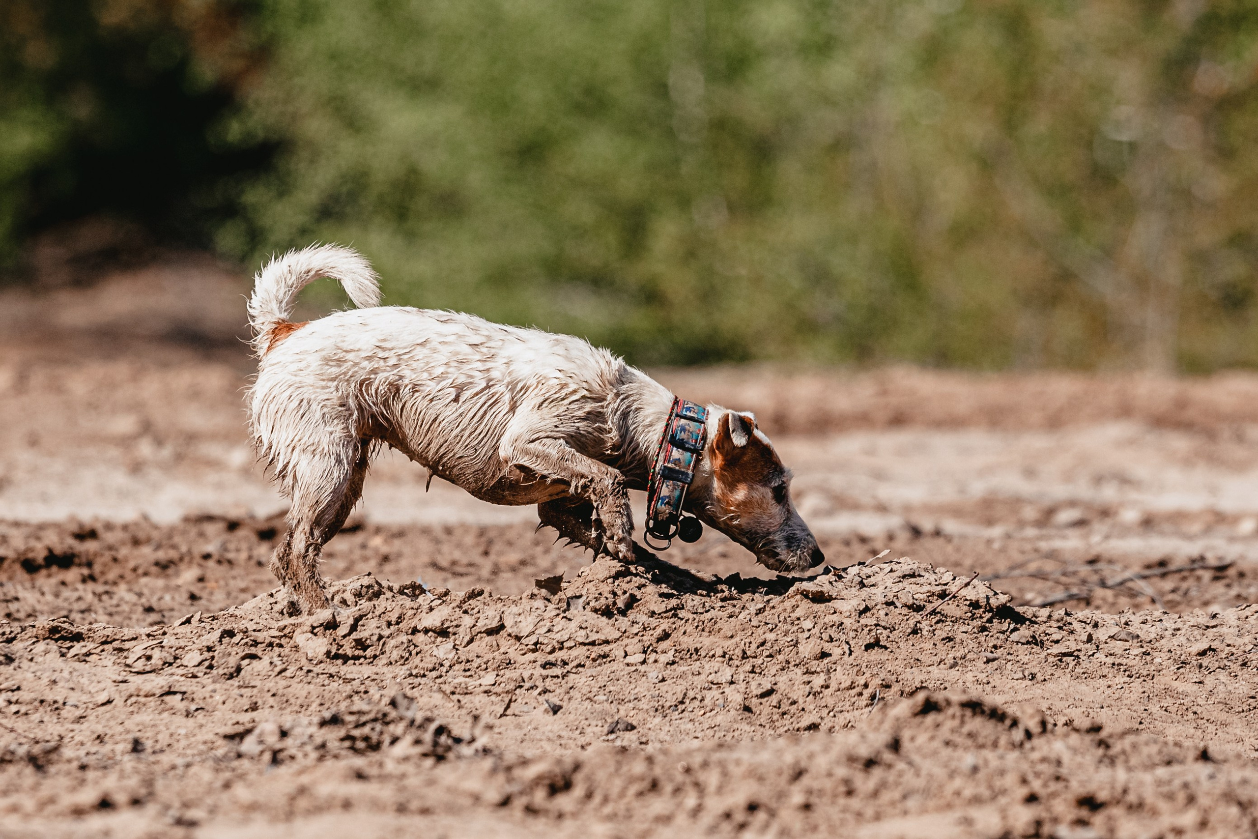 Кондуки. Фотограф-анималист Татьяна Степанова