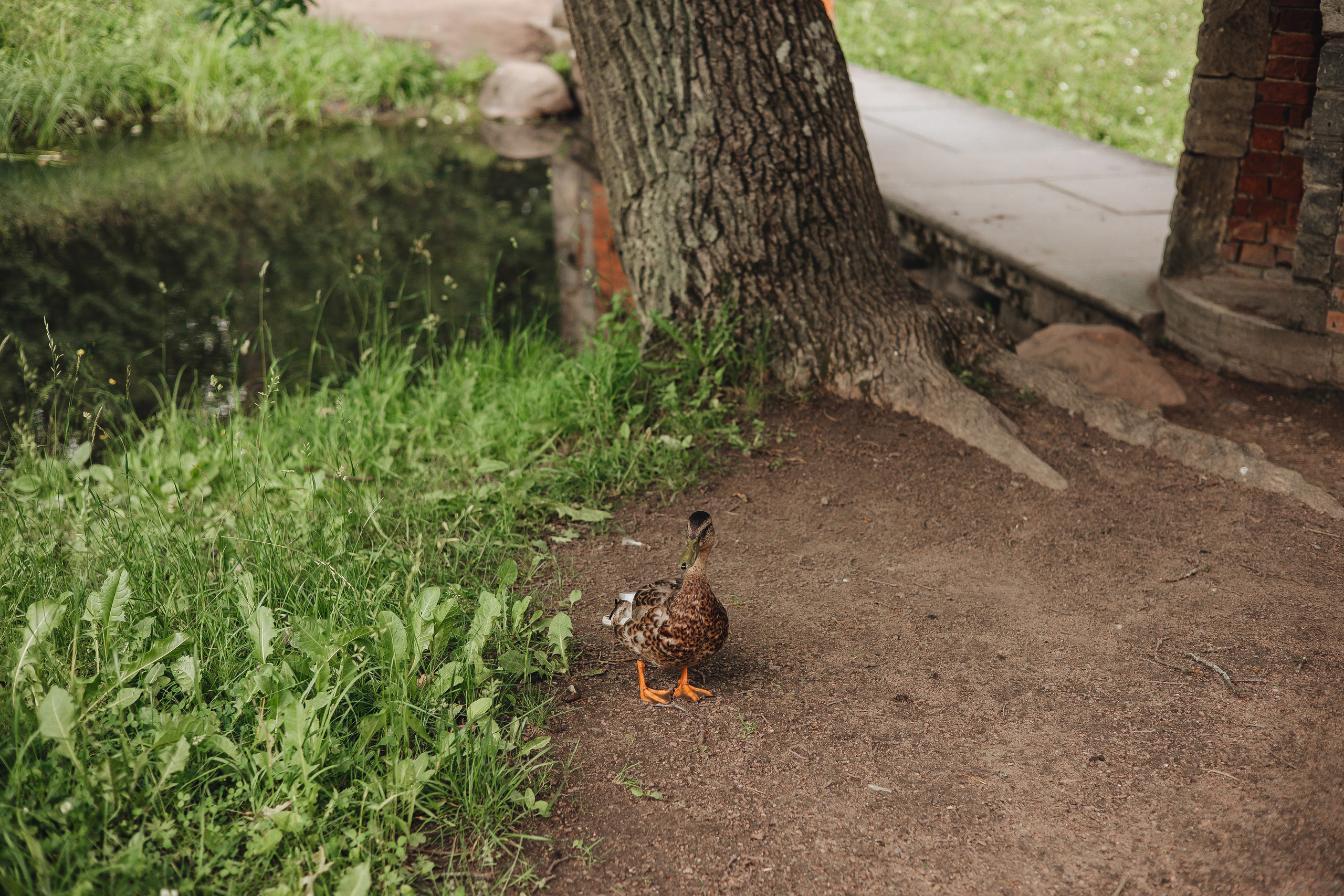 Даня & Ксюша. Дворец 3. Царское Село, лето. Свадебный и семейный фотограф Пушкин Царское Село СПБ Питер Санкт-Петербург и Рязань Ольга Козлова