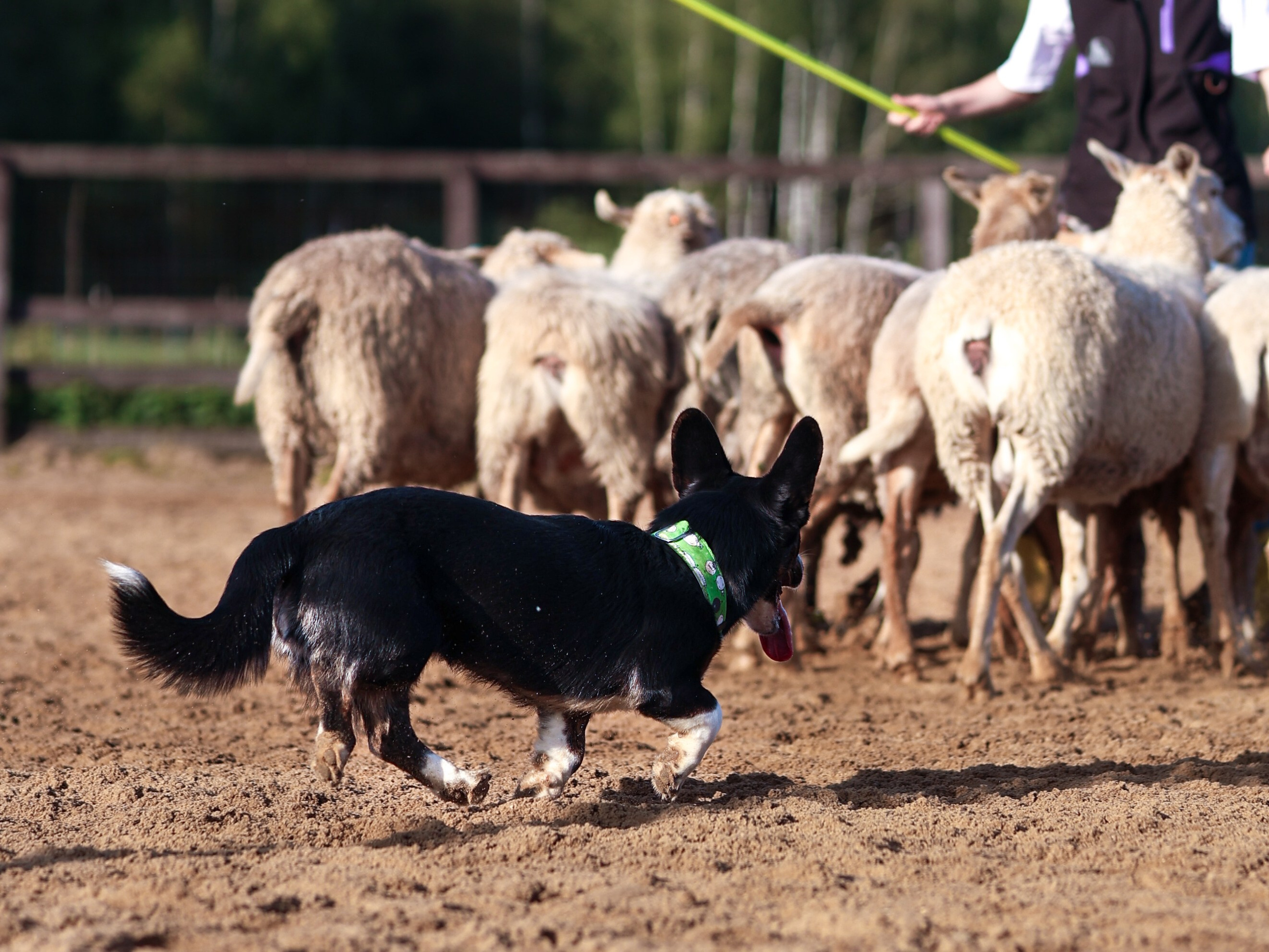 Пастьба. Фотограф-анималист в Москве Кириллова Татьяна