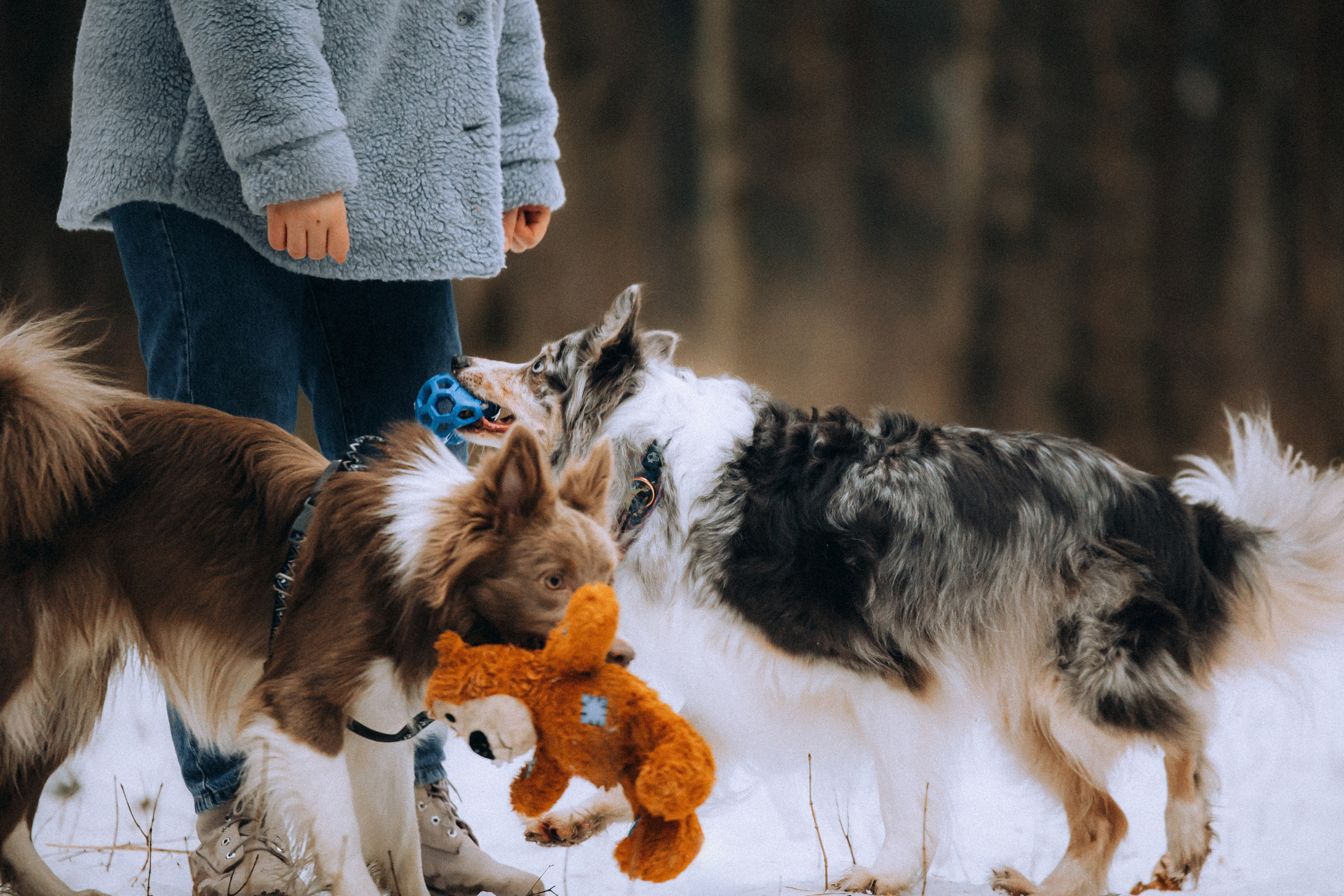 Полина, Милли и Паддингтон