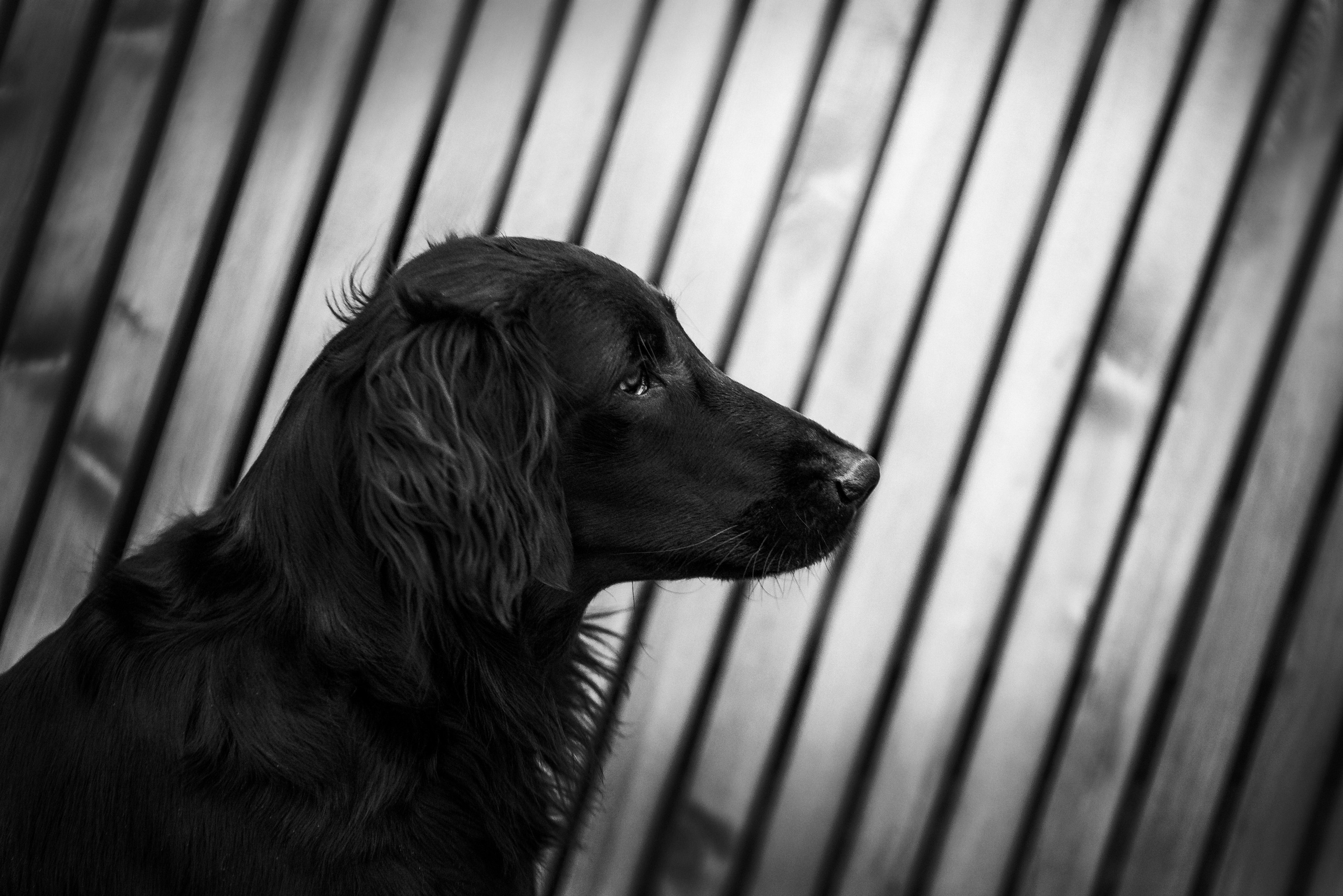 Юля, Стёпа и Мята. Фотограф-анималист Анастасия Парфенова|Екатеринбург