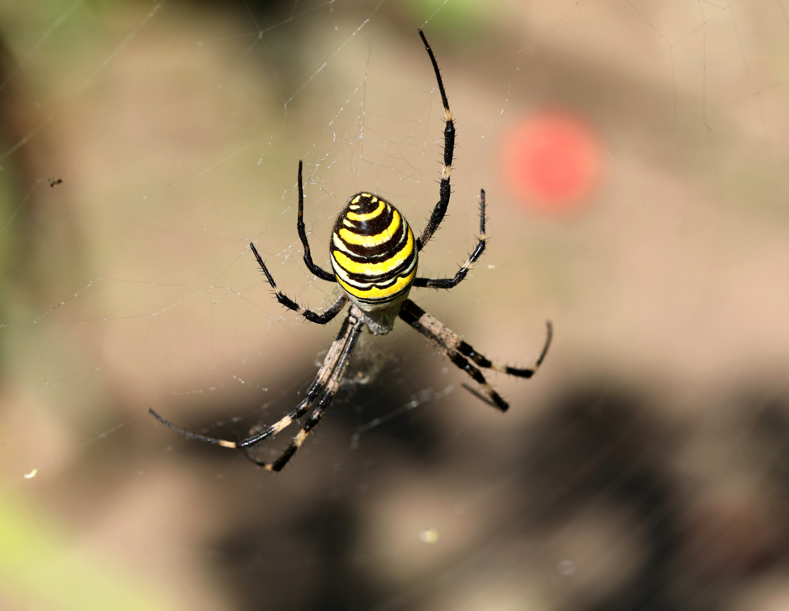 Насекомые юга России. Фото-художник и Репортажный фотограф Николаев Александр Алексеевич
