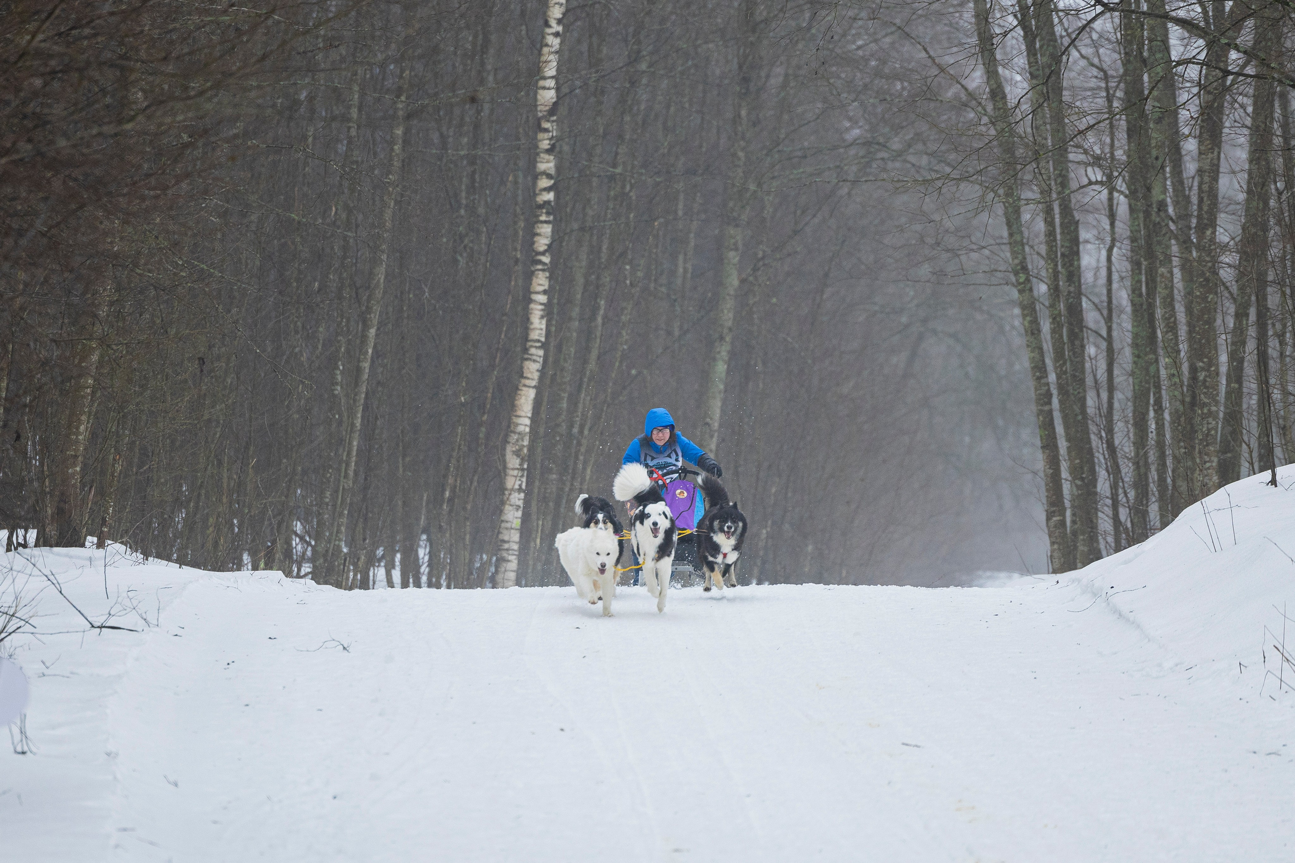 Зимний Чемпионат Санкт-Петербурга по ездовому спорту. Фотограф-анималист Анна Маринич