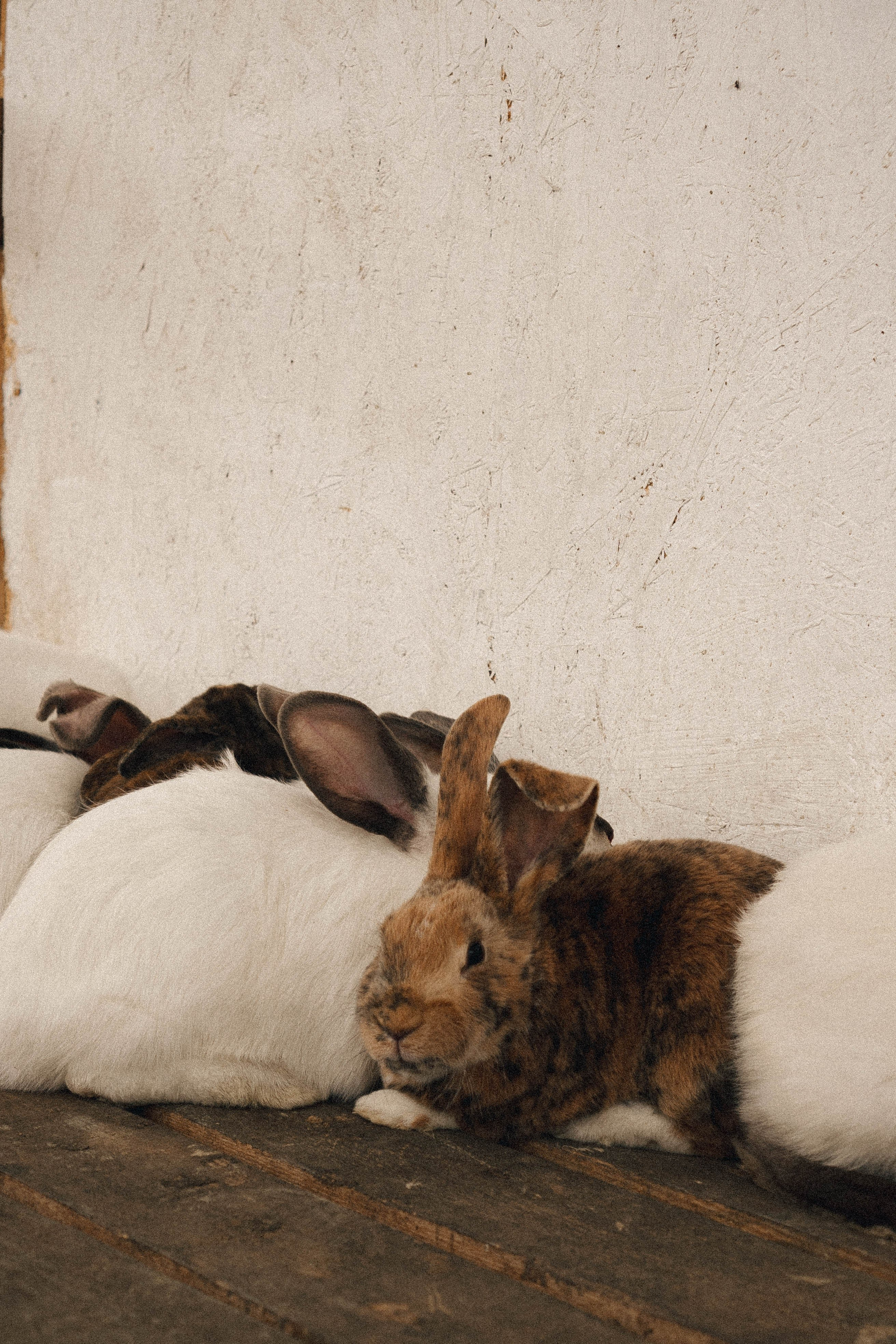 Ферма Альпак. Профессиональный фотограф, Санкт-Петербург — Виктория Богомолова
