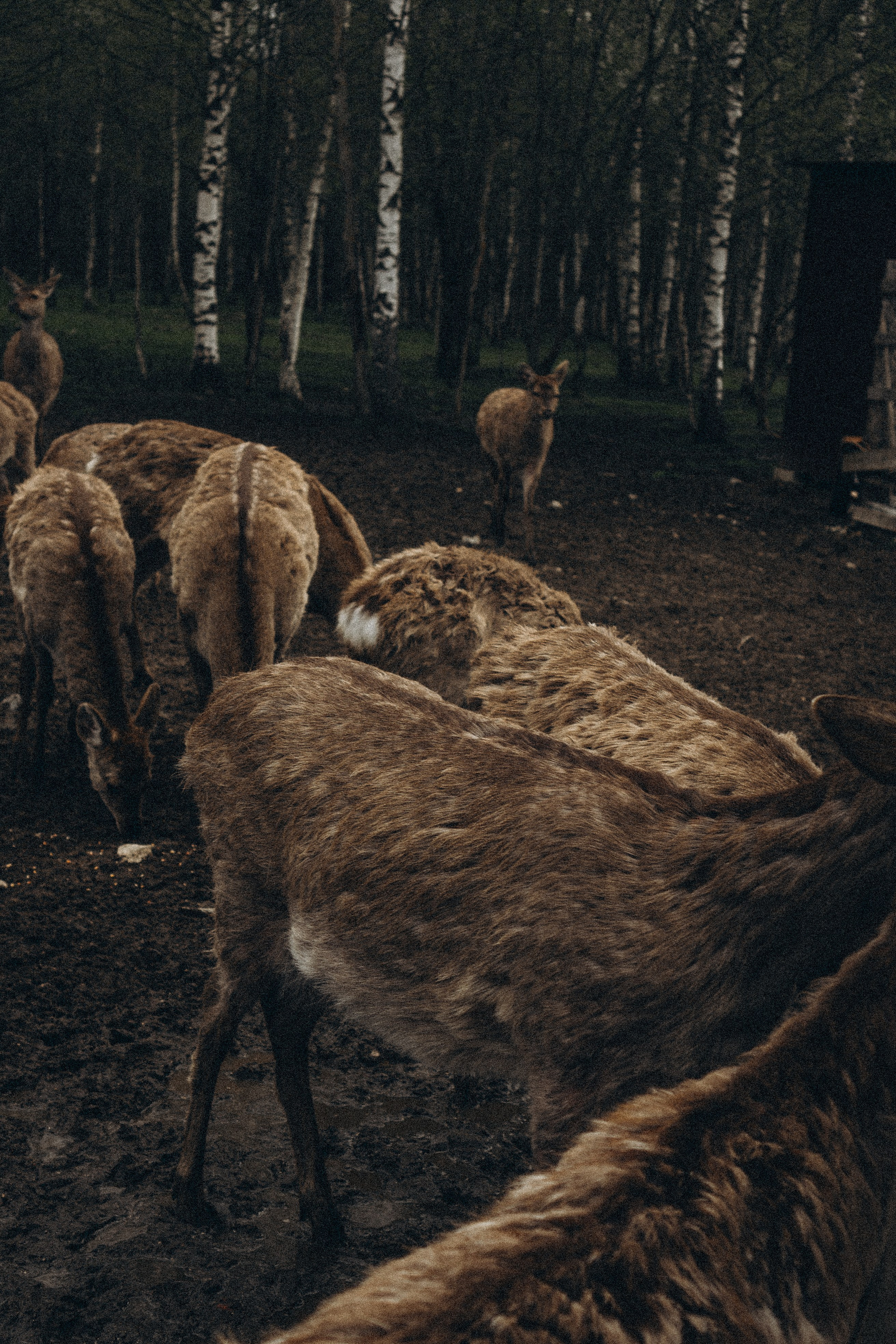 ОЛЕНЬЯ ФЕРМА В ТВЕРИ. Профессиональный фотограф, Санкт-Петербург — Виктория Богомолова