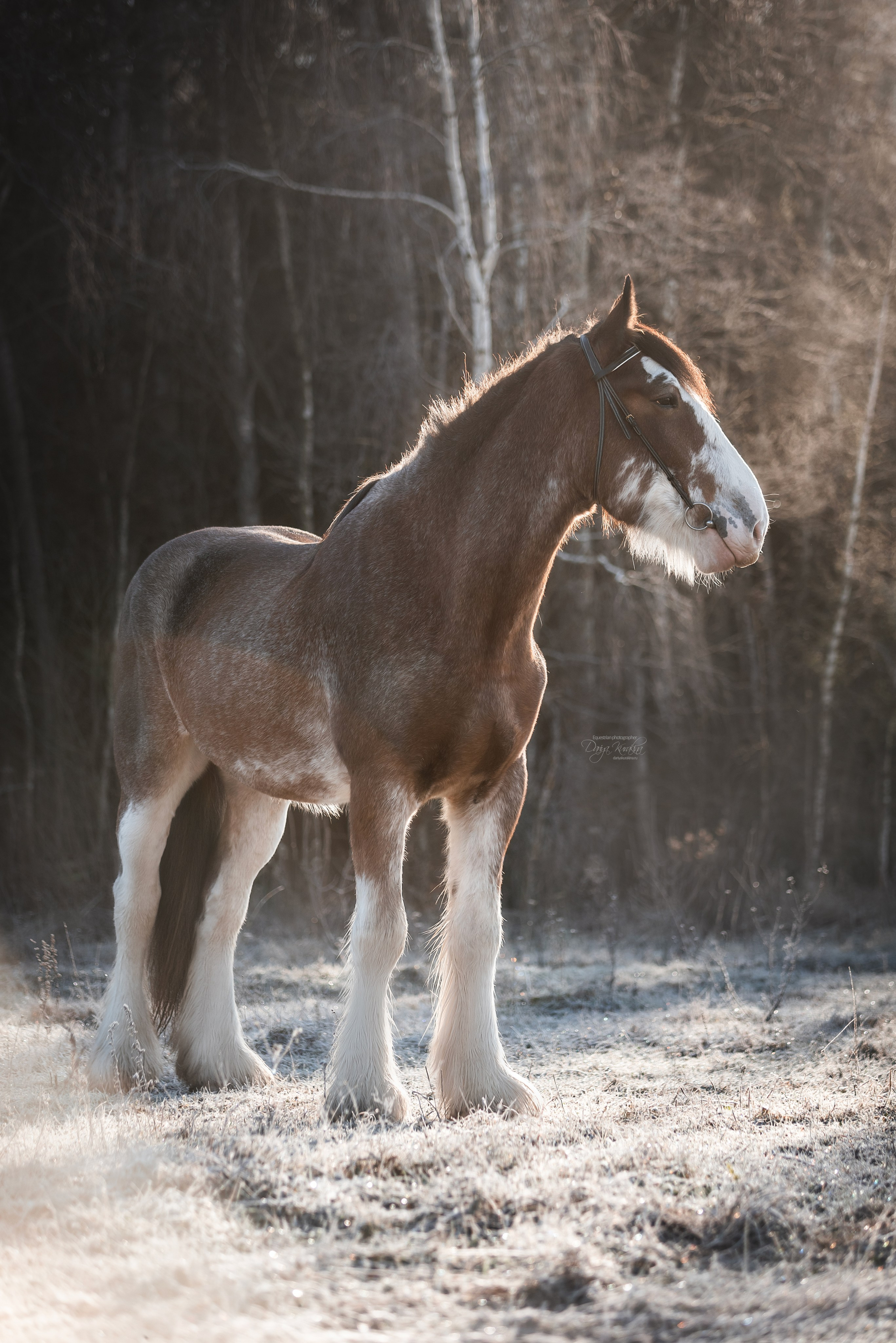 Komardins. Конный фотограф Куракина Дарья • Фотосессии с лошадьми