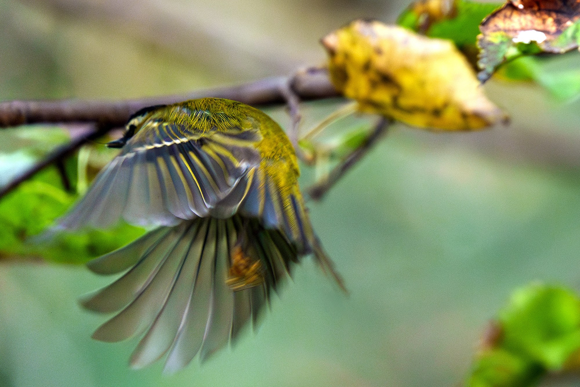 Удивительные мир птиц. Вокруг нас столько прекрасного — присмотритесь!. Ваш личный фотограф Марина Волкова