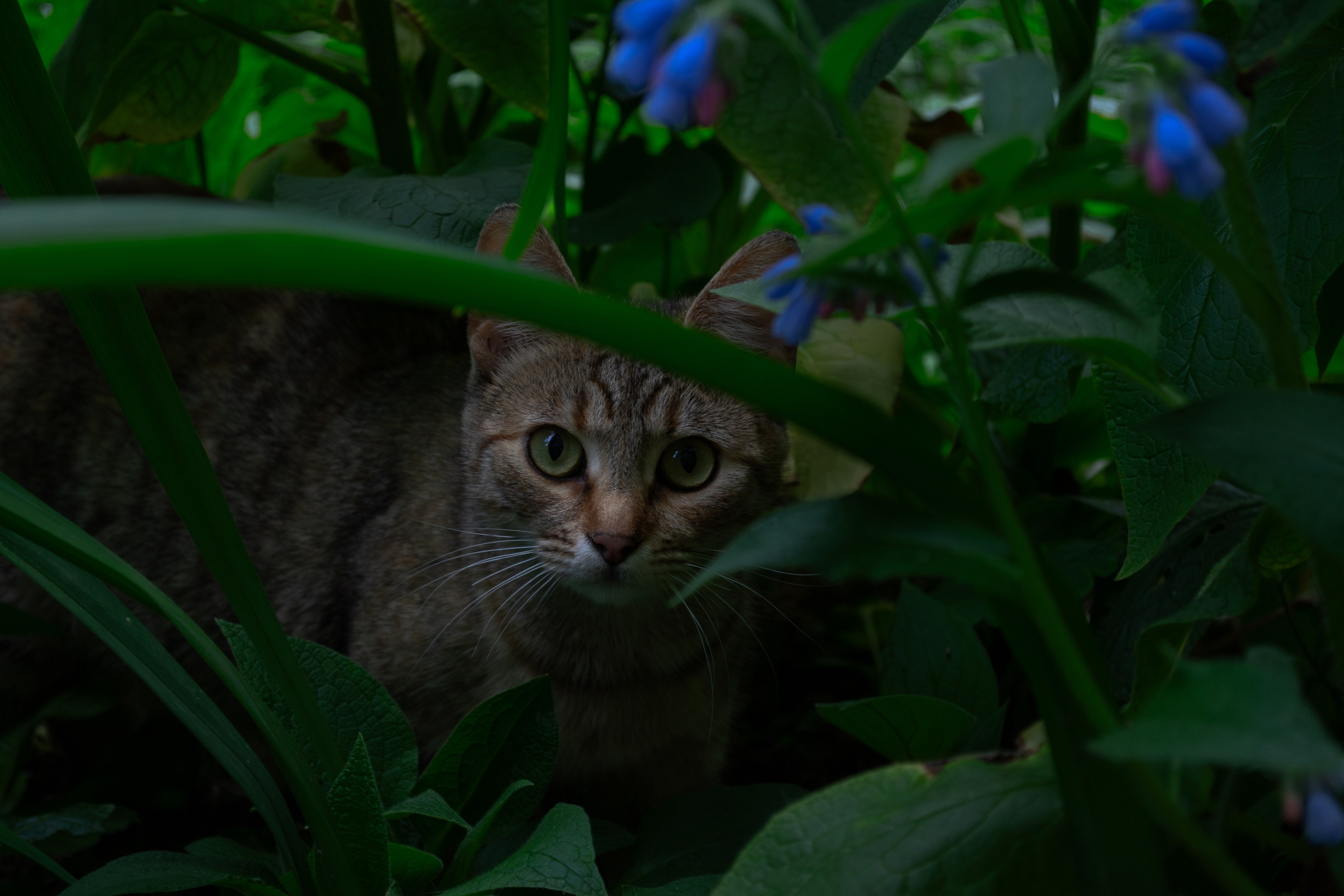 Cats.1. Dumshap | думшап