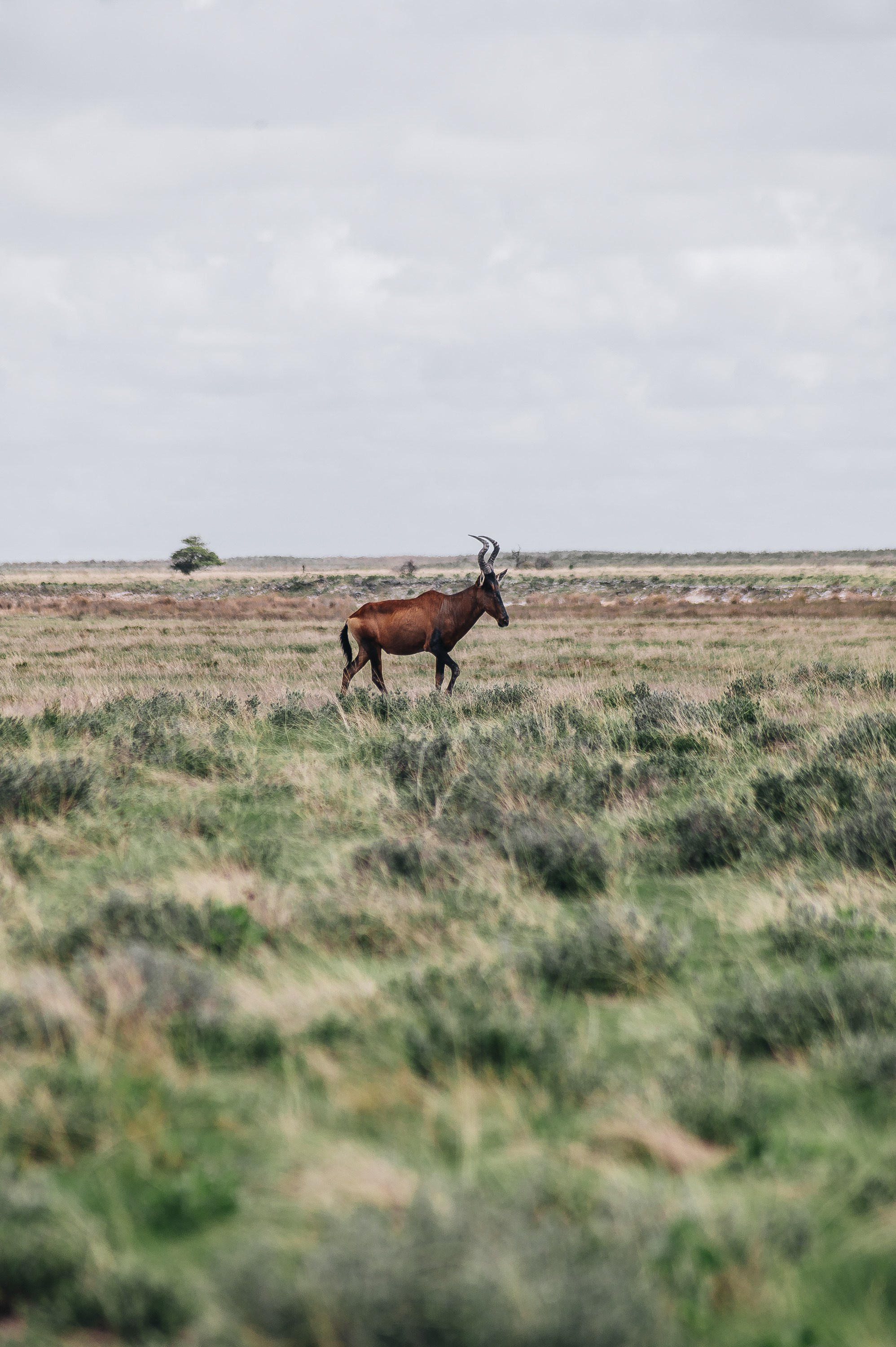 НАМИБИЯ. Роадтрип