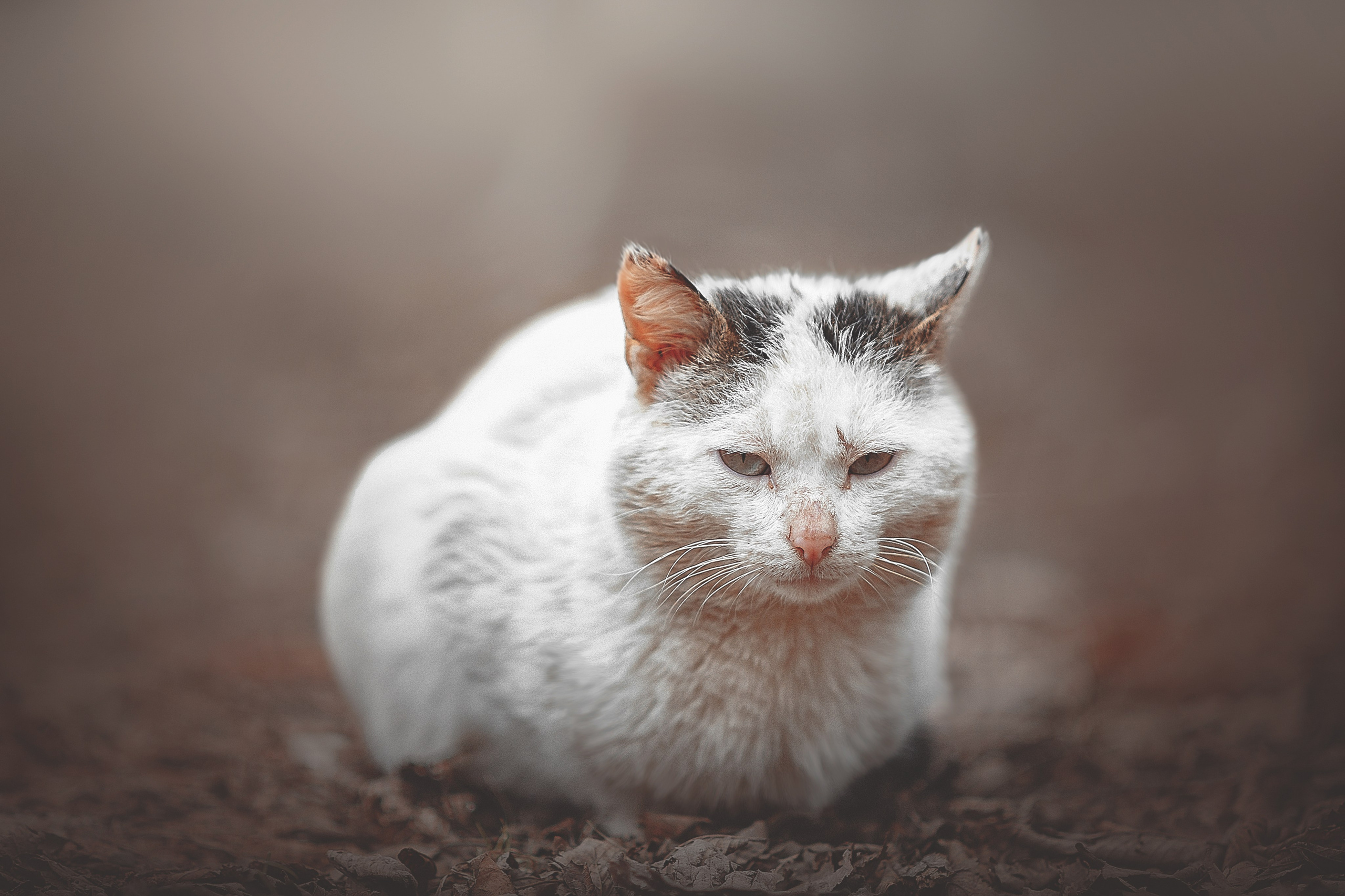 Фотосессия животных в Ижевских, фотограф животных. Детский, семейный фотограф в Ижевске и Москве Аксинья Лысенкова ADEN