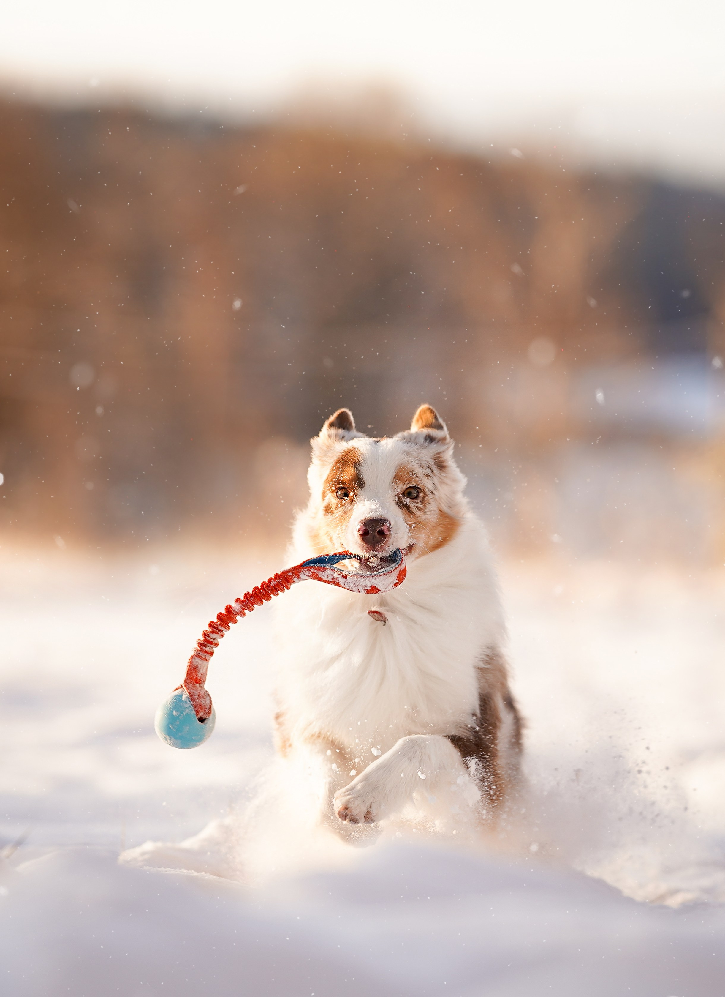 Панда и Юни Карелия. Фотограф-анималист в Санкт-Петербурге Яна Мартынова