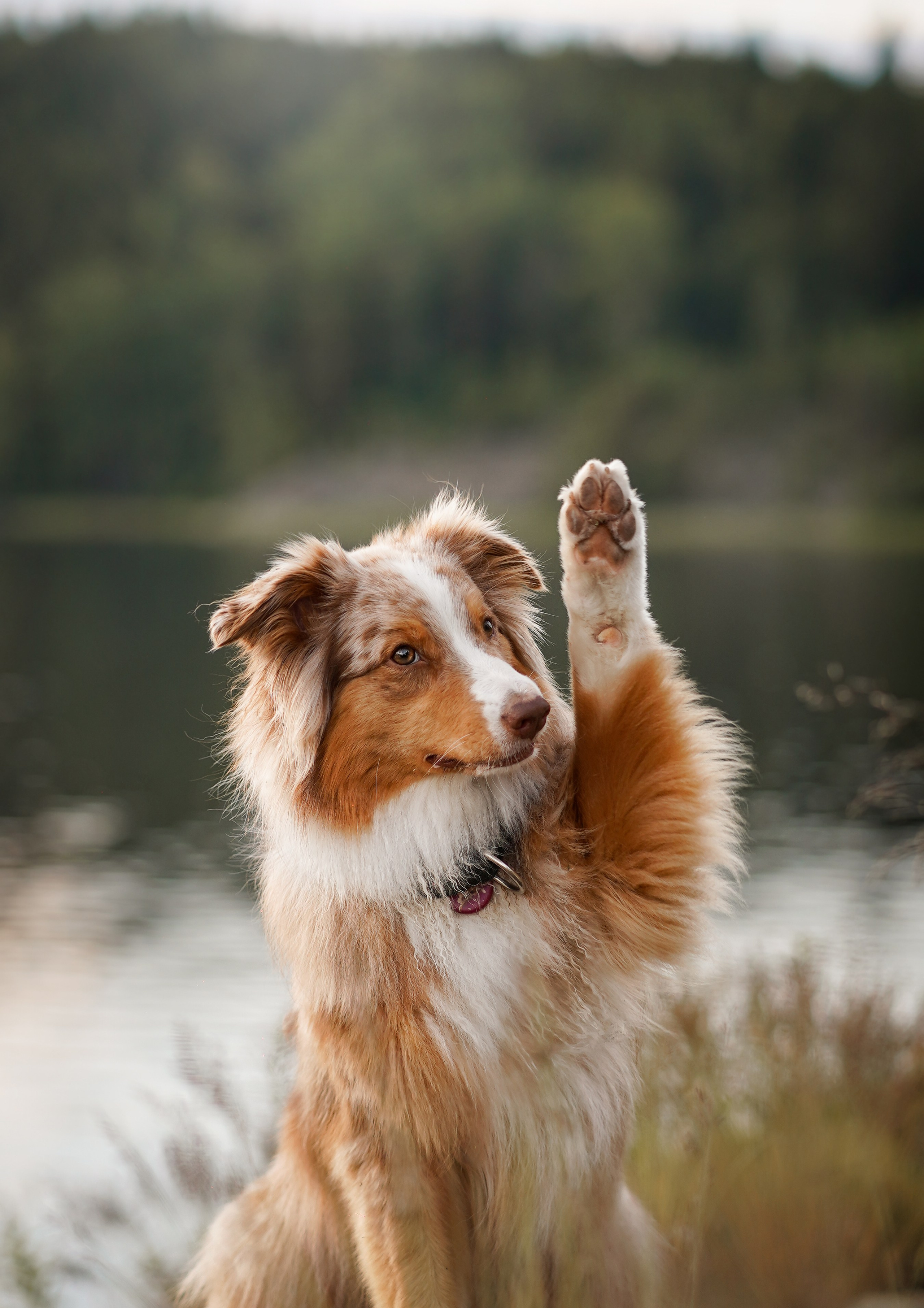 Карелия. Фотограф-анималист в Санкт-Петербурге Яна Мартынова