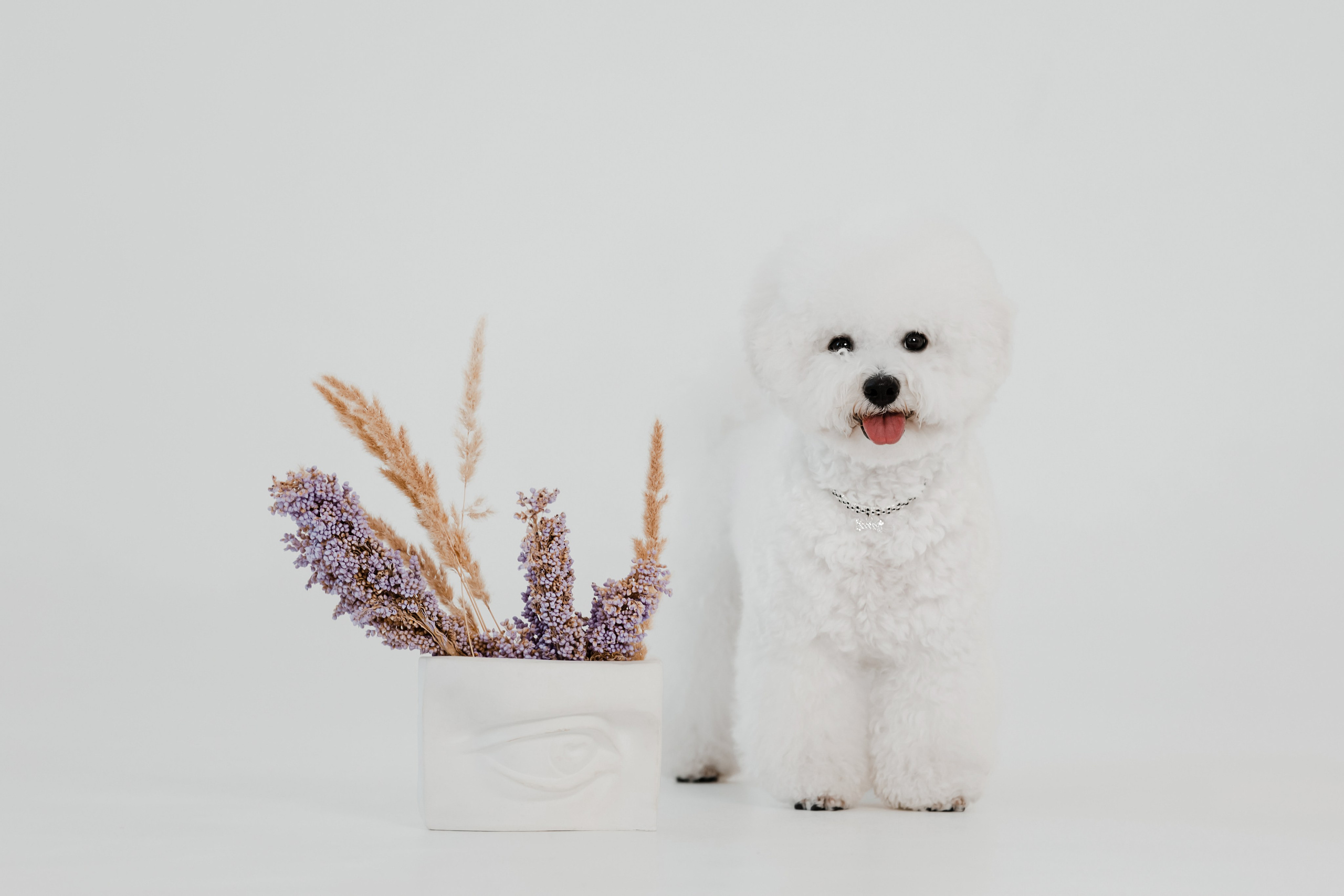 Бишон-фризе. Фотограф-анималист в Краснодаре Маша Мельникова