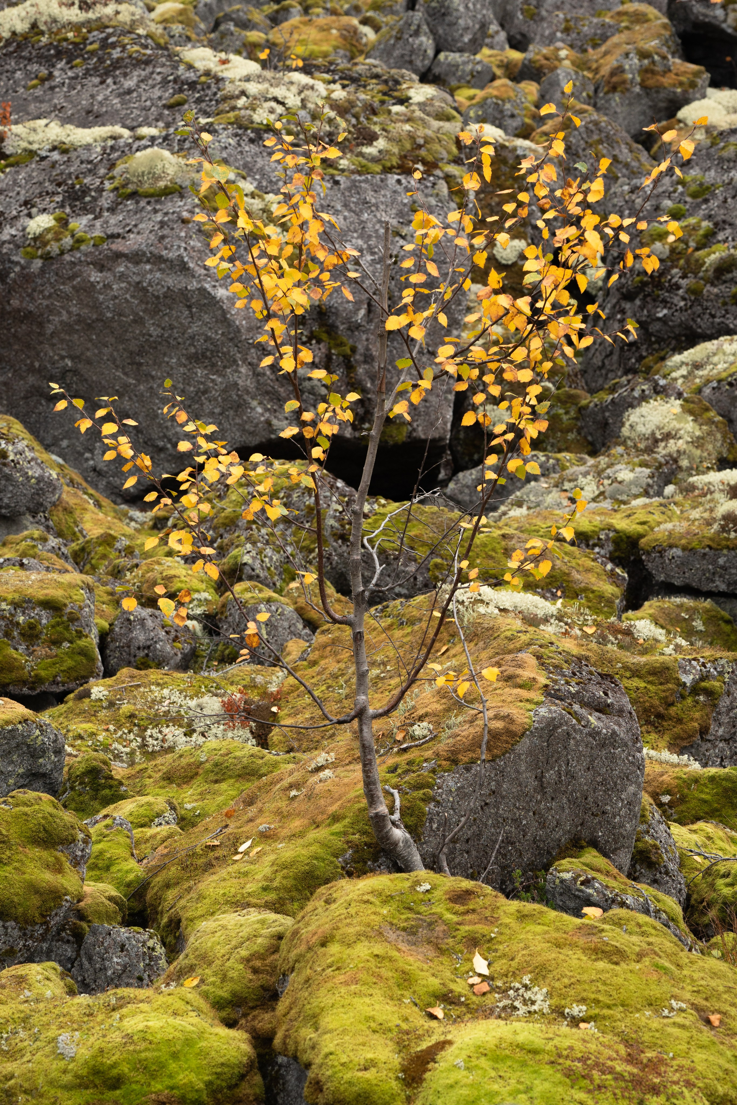 Пейзаж от Ольги Пановой. Интерьерный и архитектурный фотограф в Москве Панова Ольга