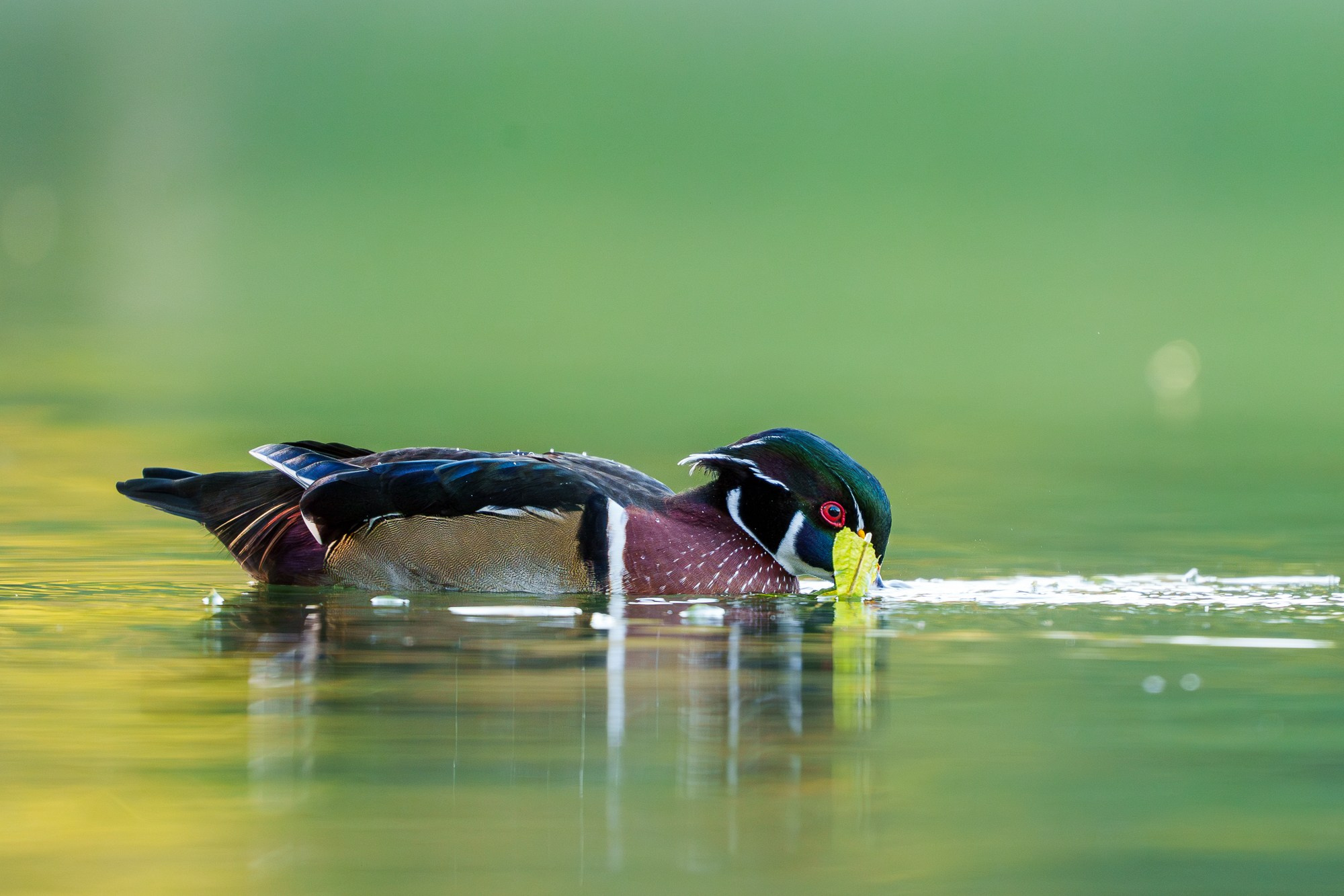 Удивительные мир птиц. Вокруг нас столько прекрасного — присмотритесь!. Ваш личный фотограф Марина Волкова