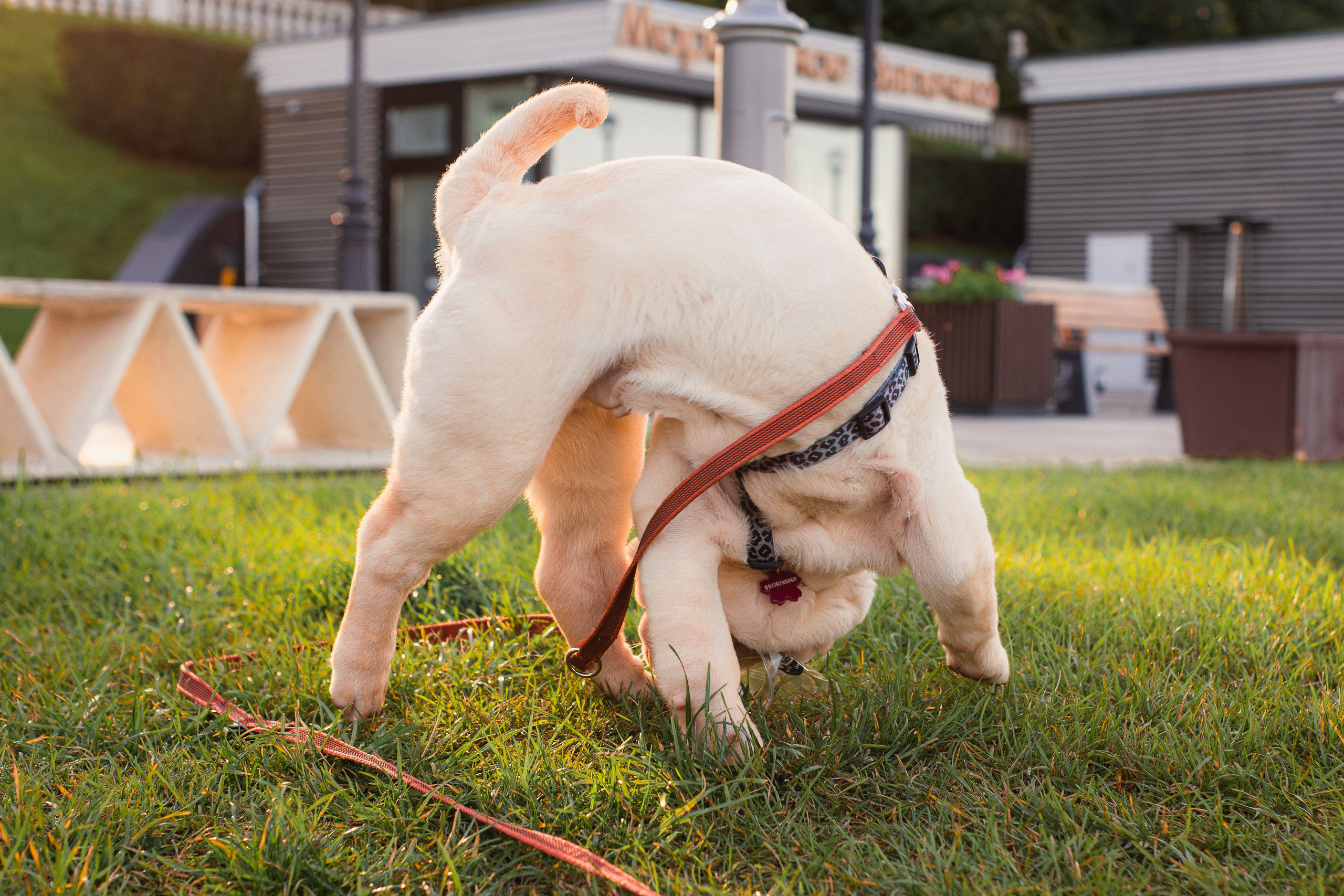 Алёна, Лагерта и Зефир. Фотограф-анималист Мария Баркевич | Москва