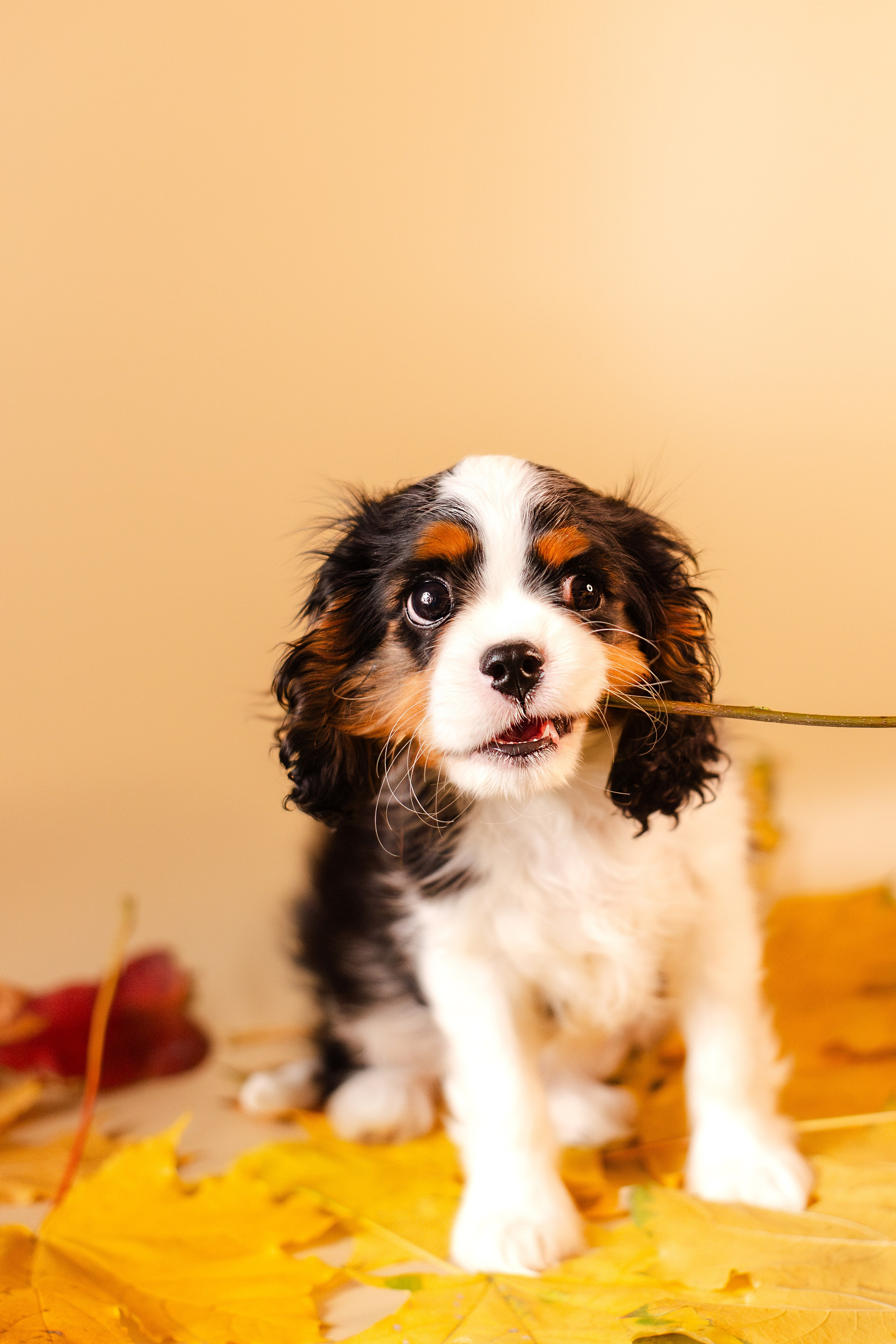 Жанна и кавалеры. Фотограф-анималист Мария Баркевич | Москва