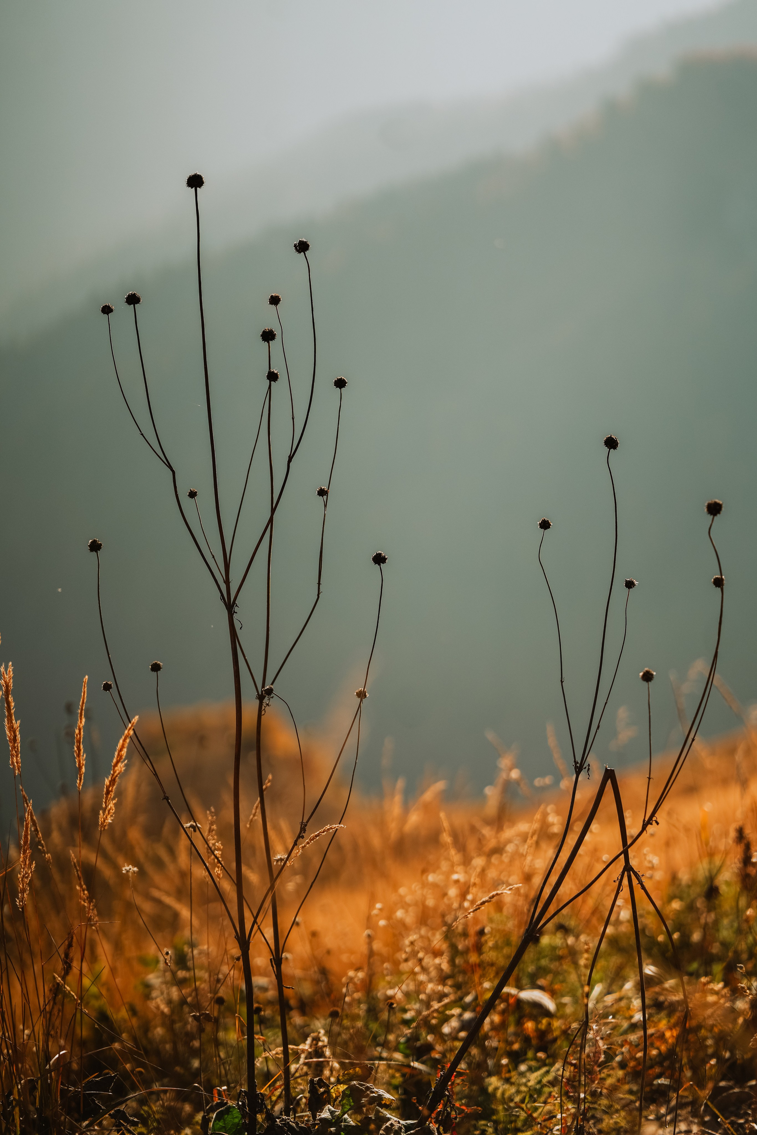 Роза Пик, тропа Турья ✽ Октябрь. Репортажный фотограф | Роза Хутор Красная Поляна Сочи Сириус