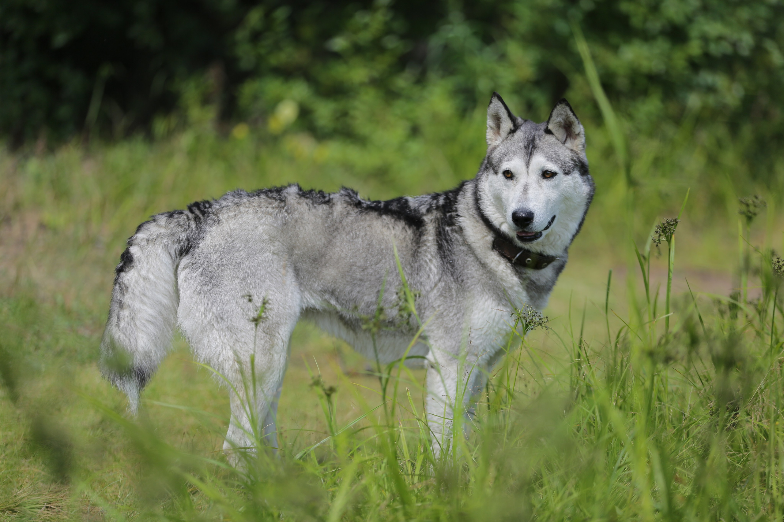 Фото Природы Забайкалья. Студия Максима Белослюдцева