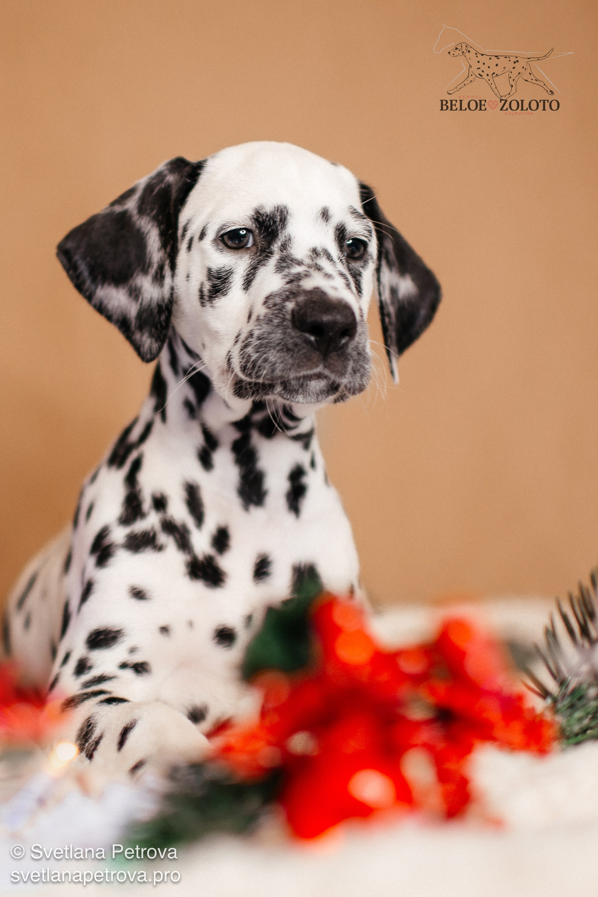 Далматины. Зима 2025. Фотограф Светлана Петрова