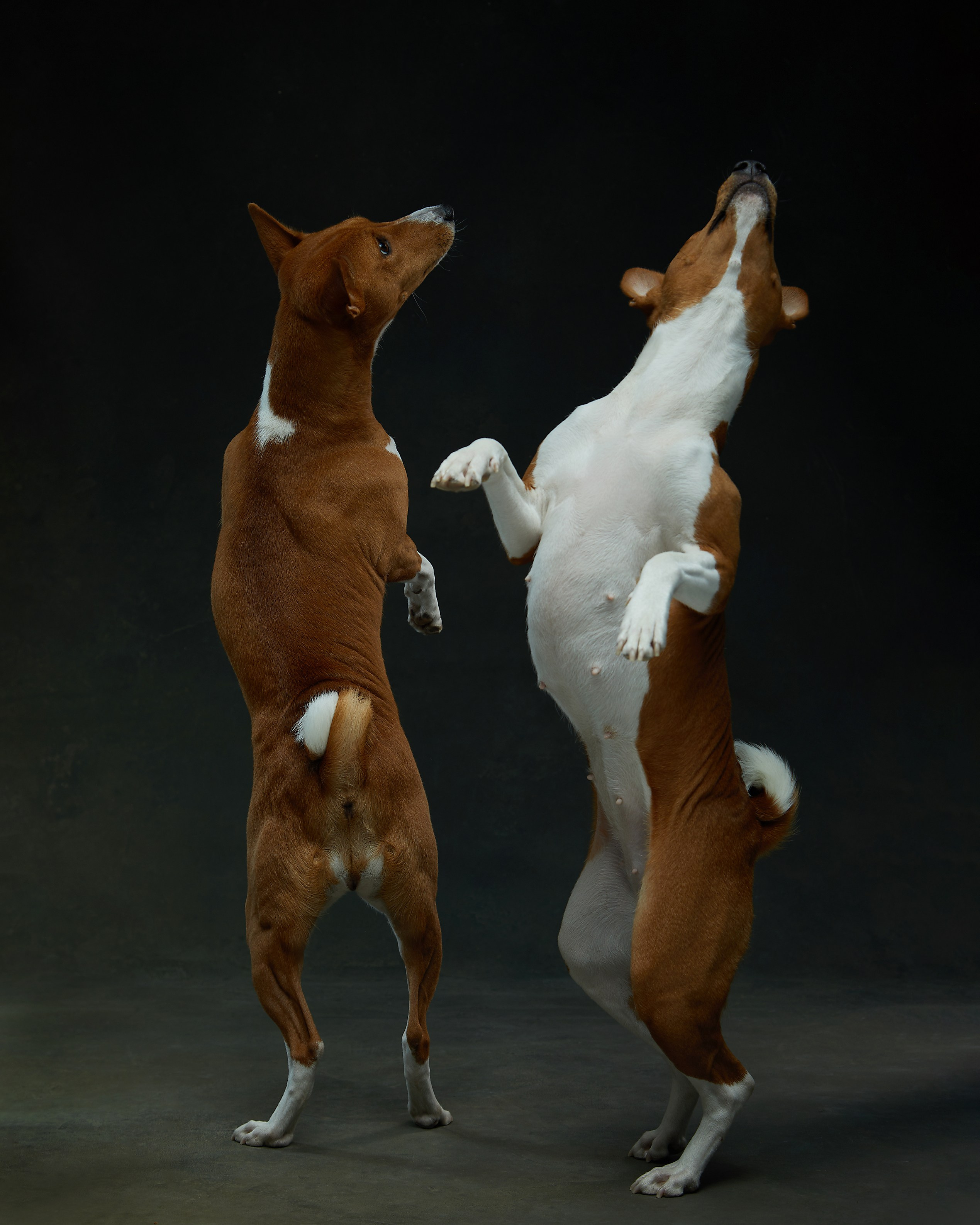 Pets Photography / Фотограф Собак