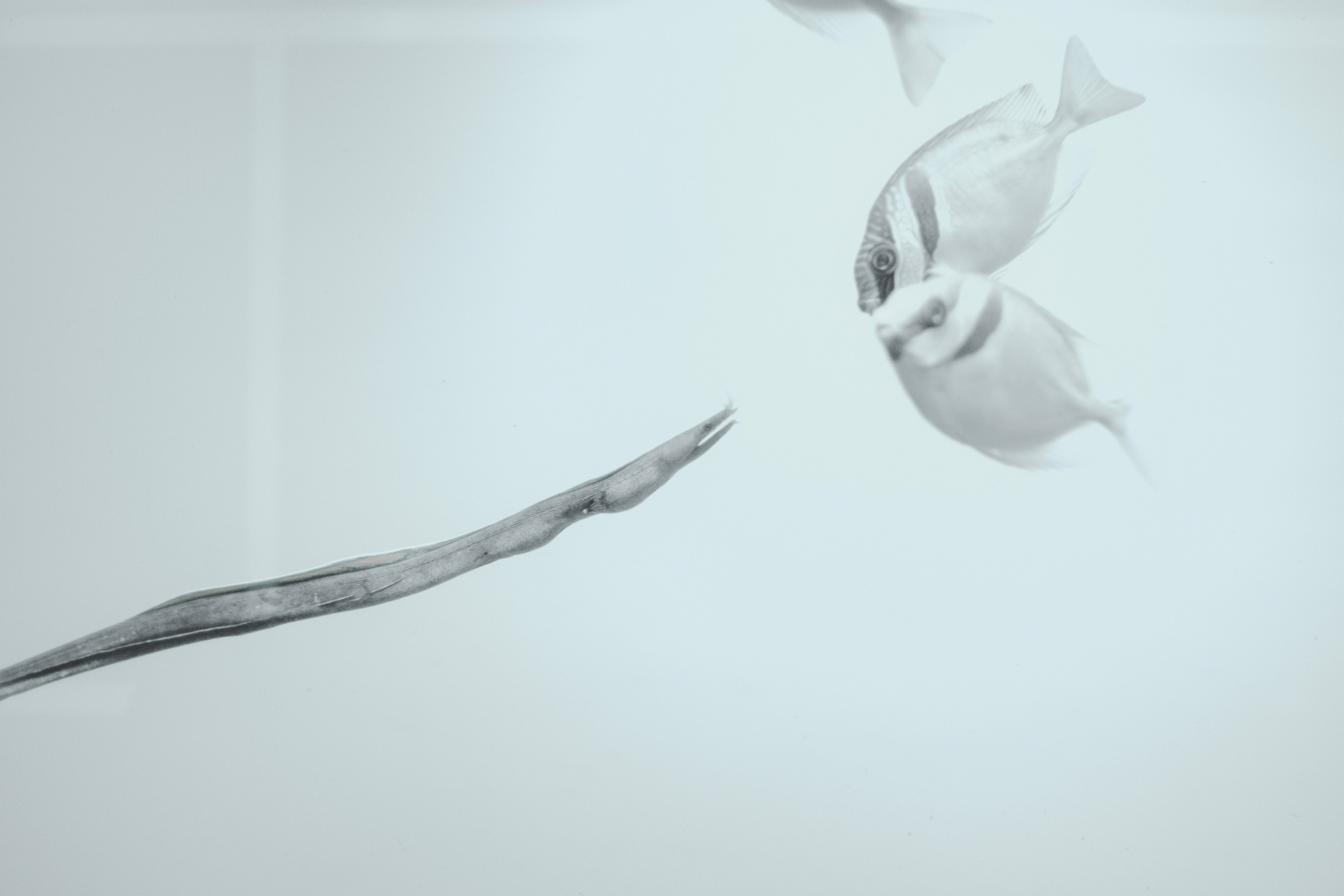 океанариум, andreyzaitsev.ru Кемерово фотограф