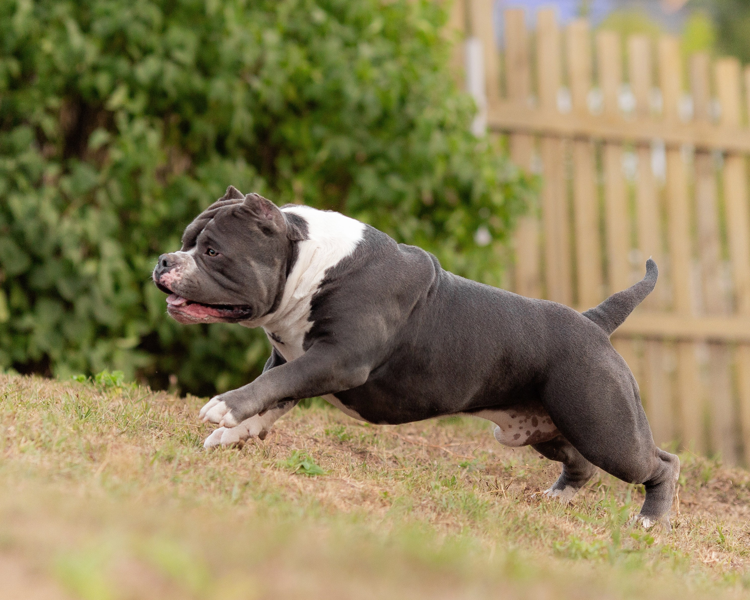 Наталья и булли. Фотограф Анималист в Перми Анастасия Остерман