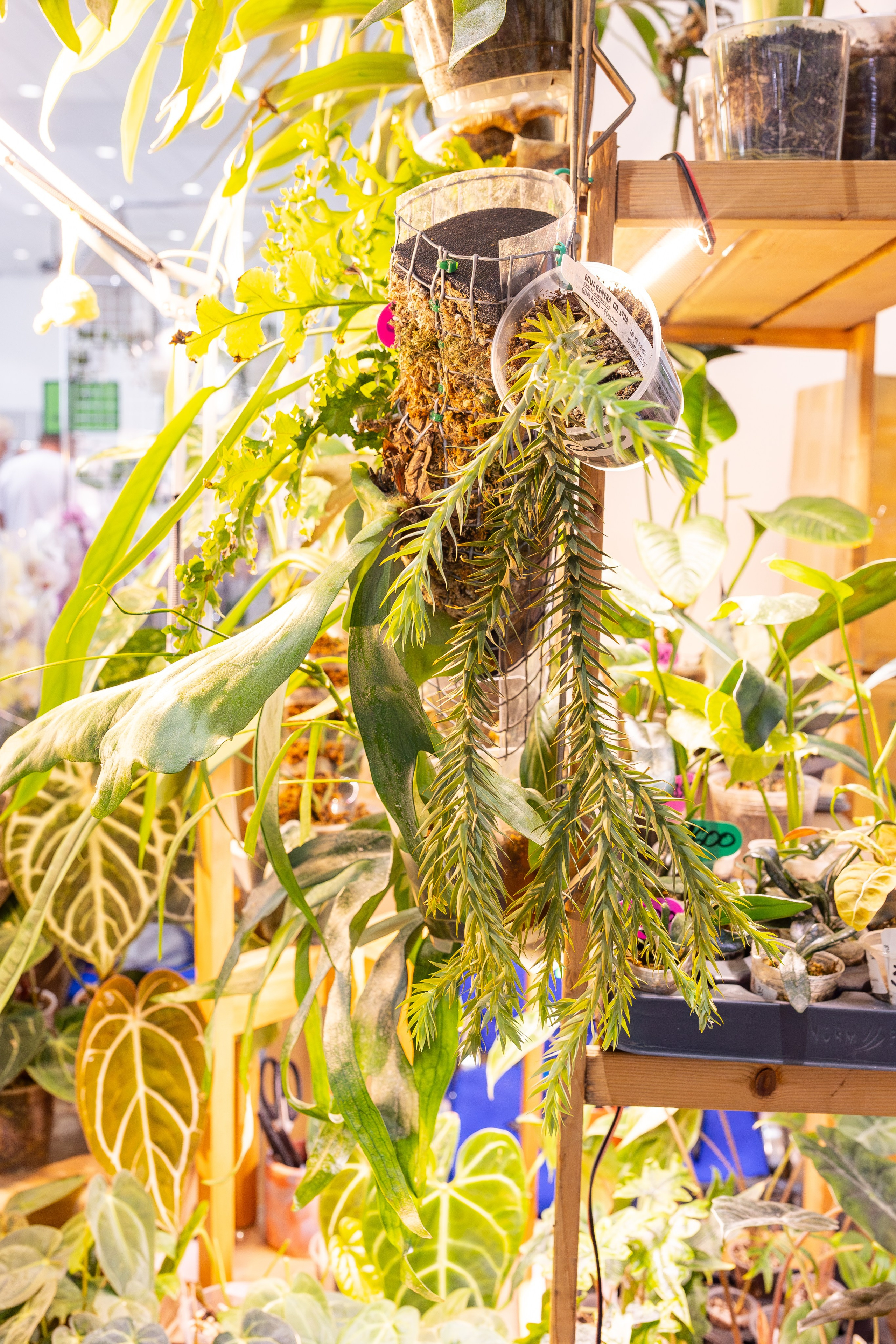 Орхидиум сентябрь 2025. Александра Куликова фотограф, Москва