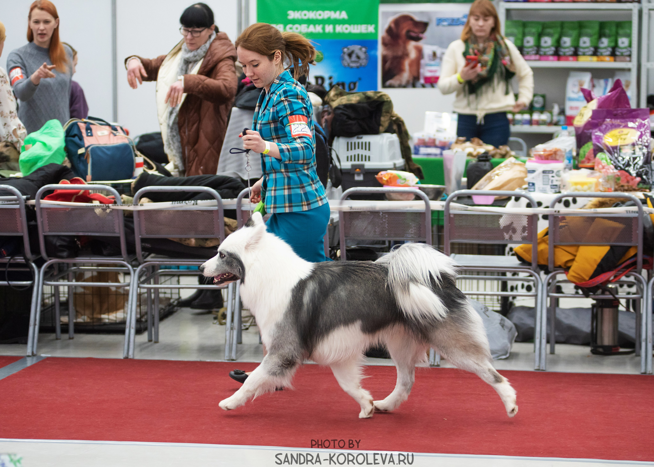 Выставка собак тюмень 10.12.2022. Дог-фотограф в Тюмени Александра Королева