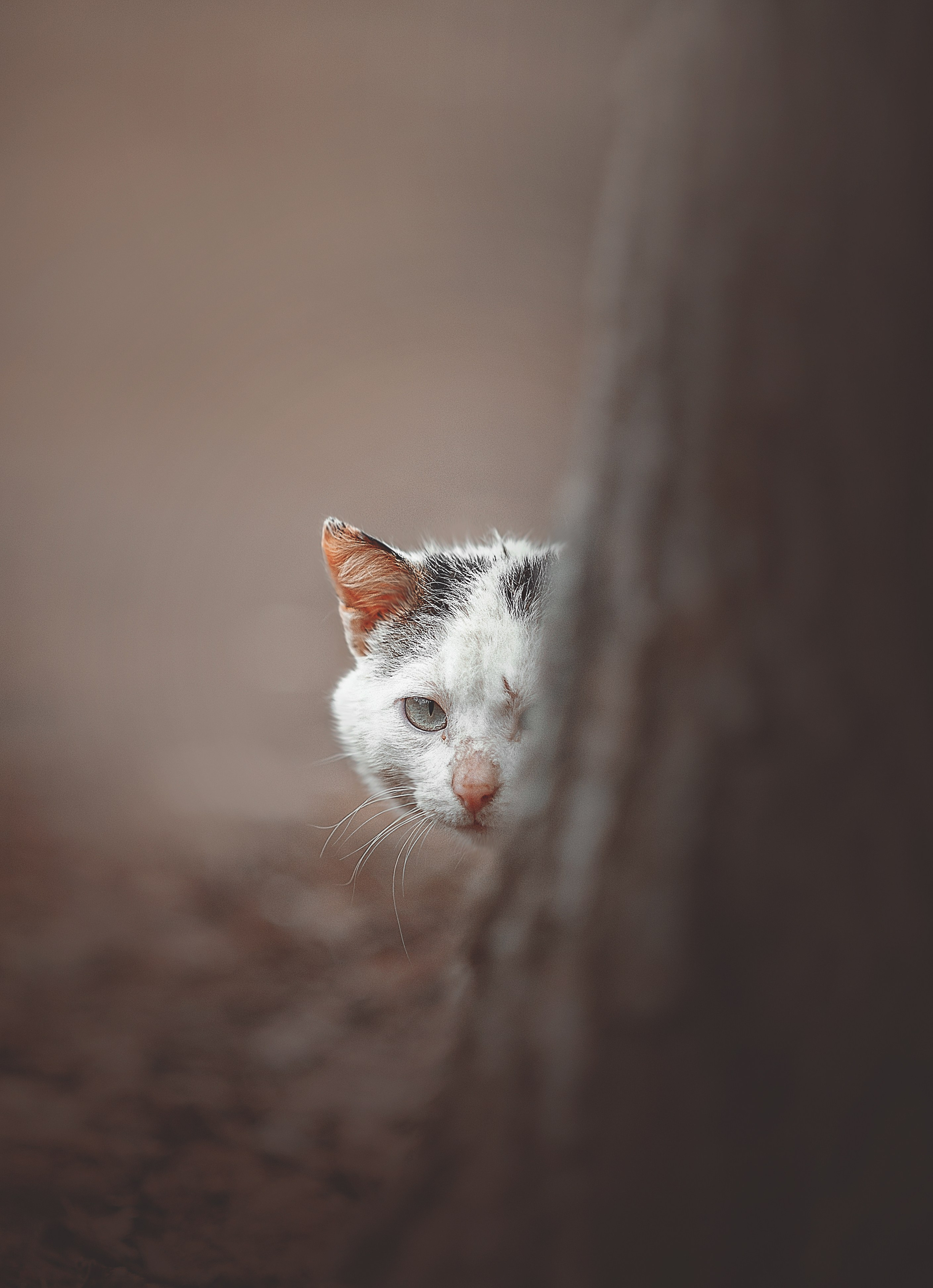 Фотосессия животных в Ижевских, фотограф животных. Детский, семейный фотограф в Ижевске и Москве Аксинья Лысенкова ADEN