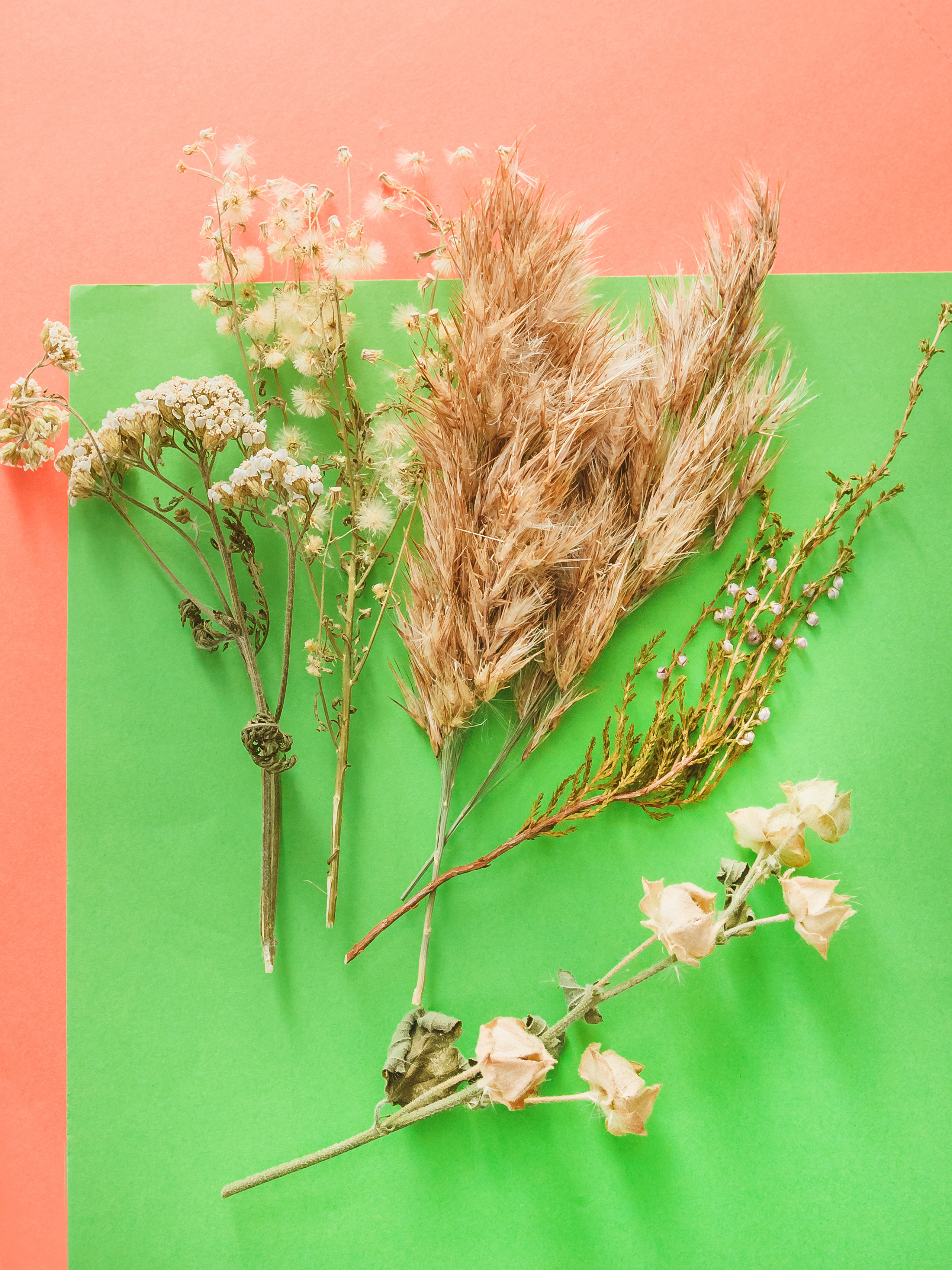 Елка и трава для оформления подарка,фото на цветном фоне,оформление не обычного подарка