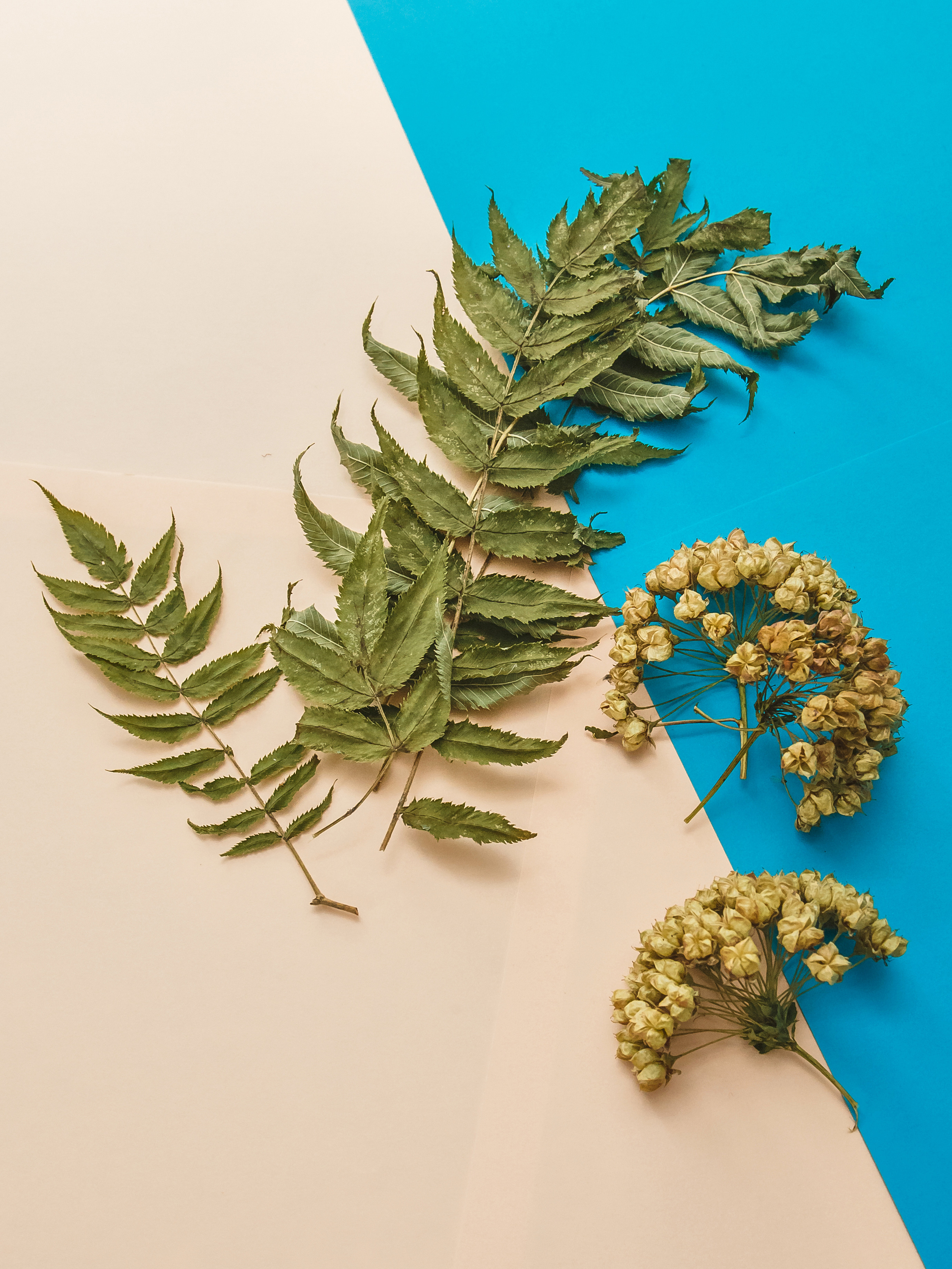 Шишки,подарочные наборы,сухо цвет,цветы и ветки.для оформления подарка на ярком и цветном фоне