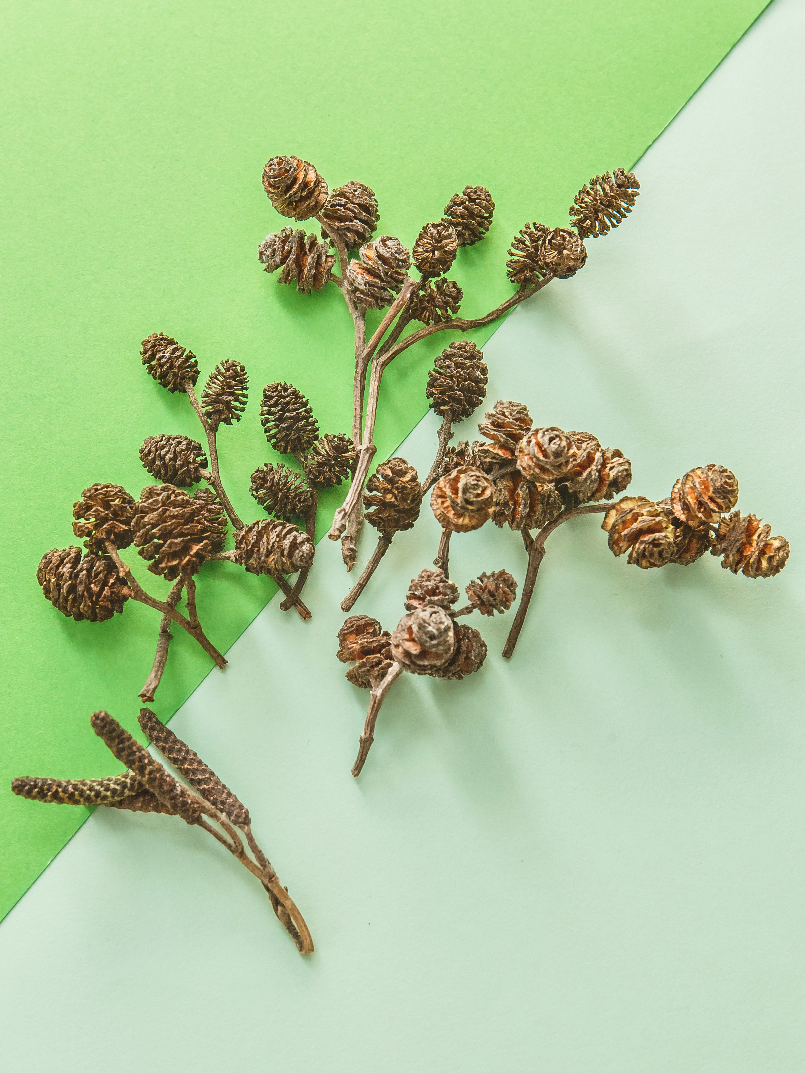 Елка,шишки ,фото на цветном фоне,сухо цвет для хендмея и подарка.