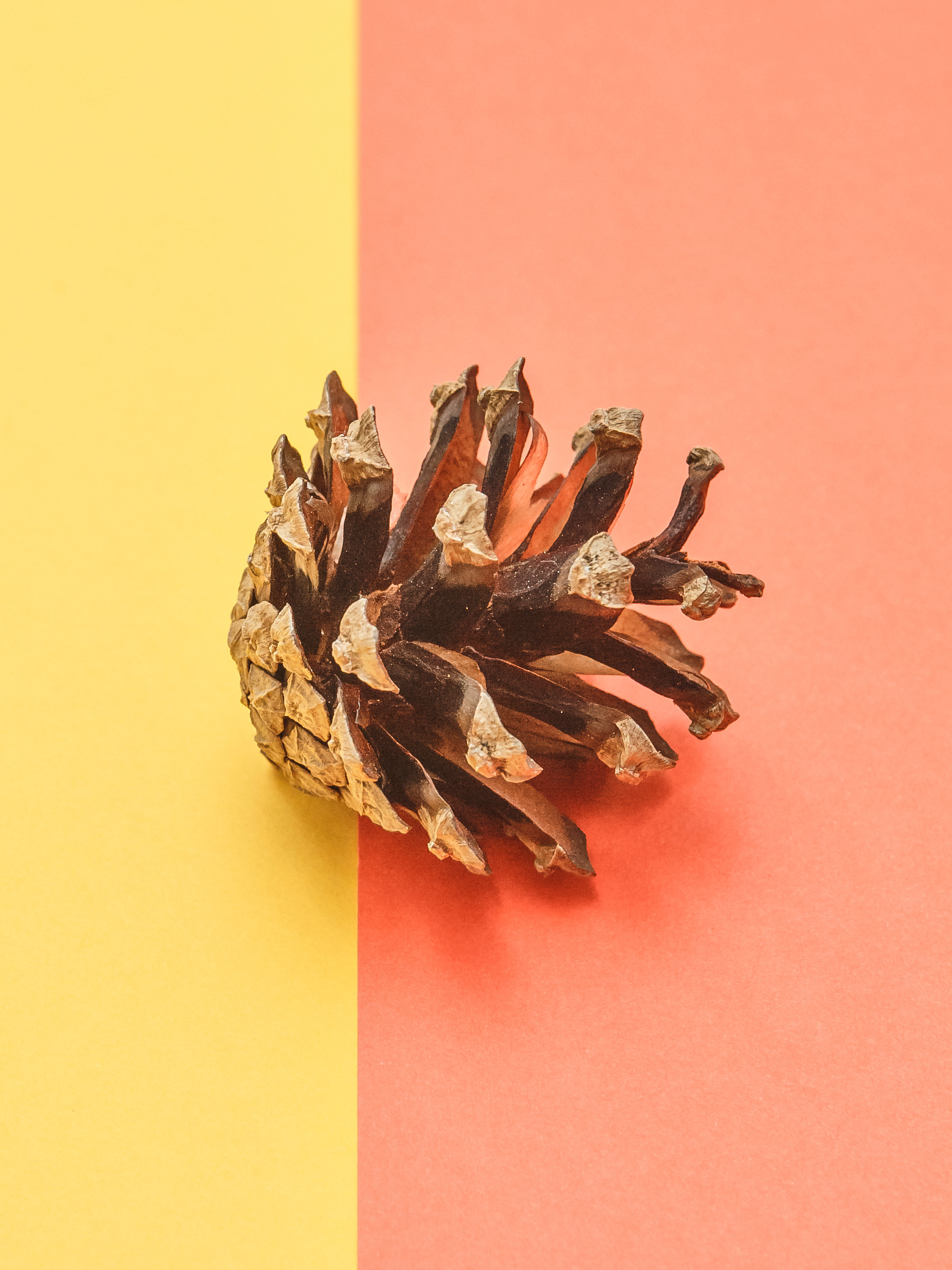 Шишка , елка,для оформления подарка,фото на цветном фоне,оформление не обычного подарка